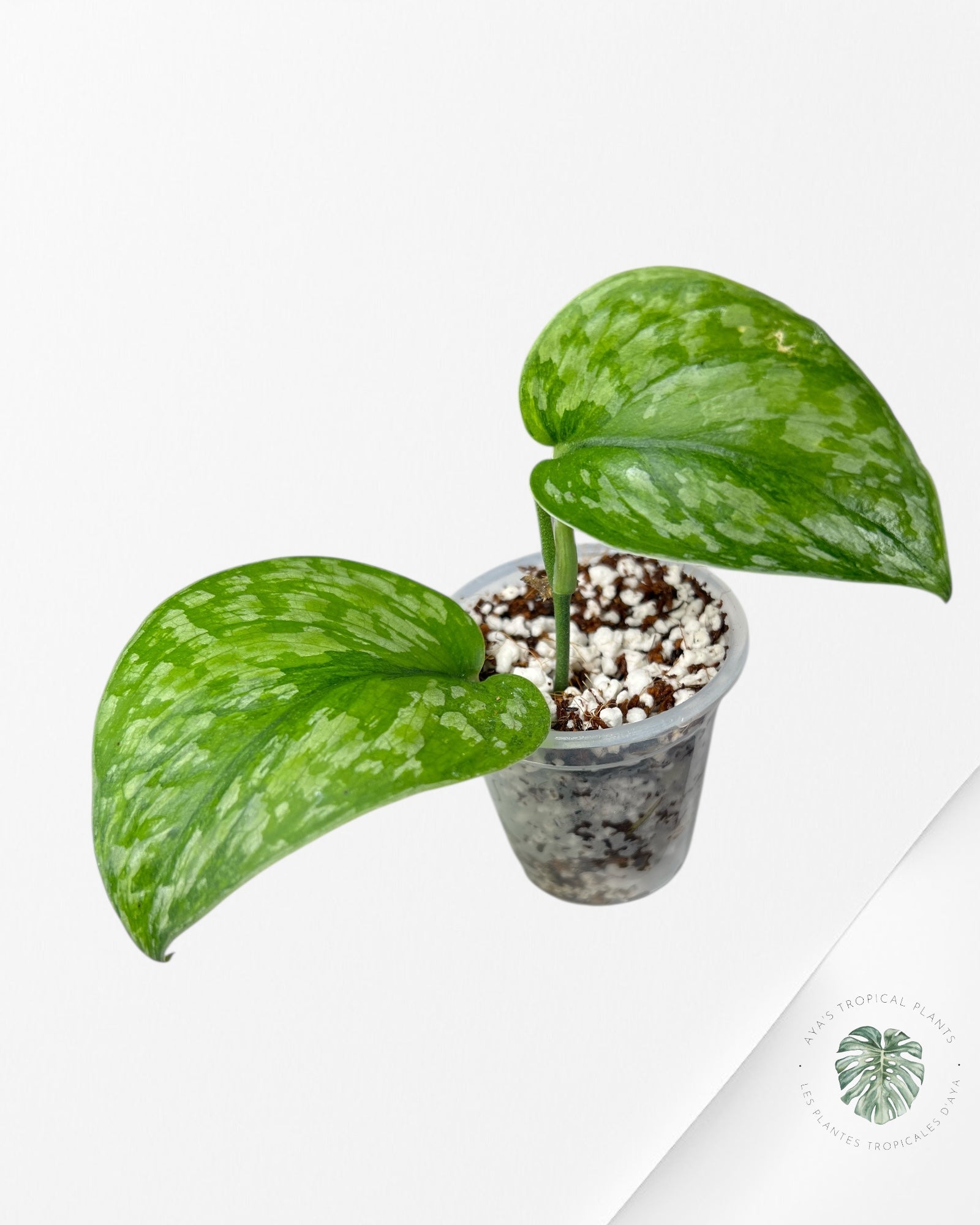Scindapsus Kusuma-SK01
