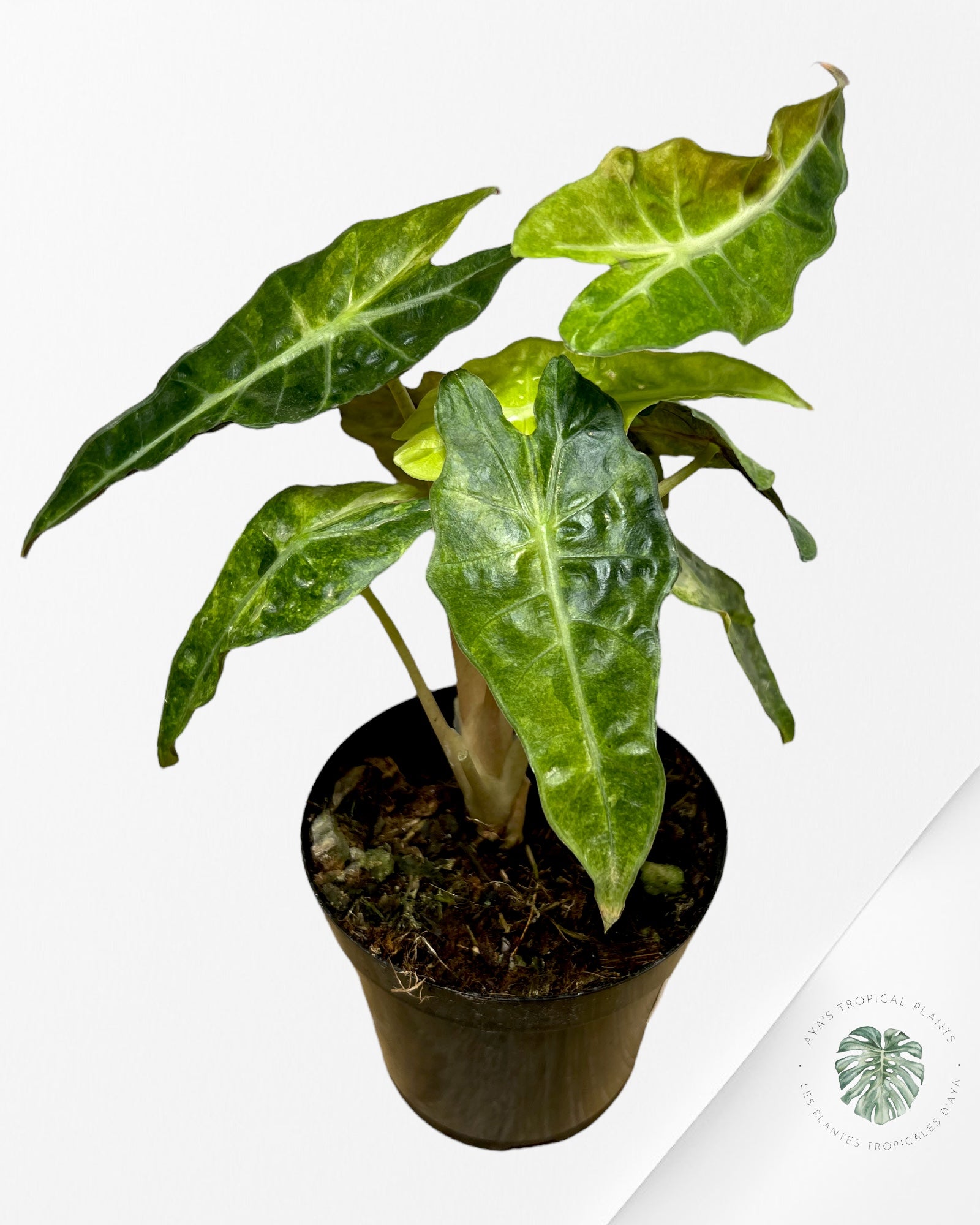 Alocasia Amazonica Polly Variagated-E