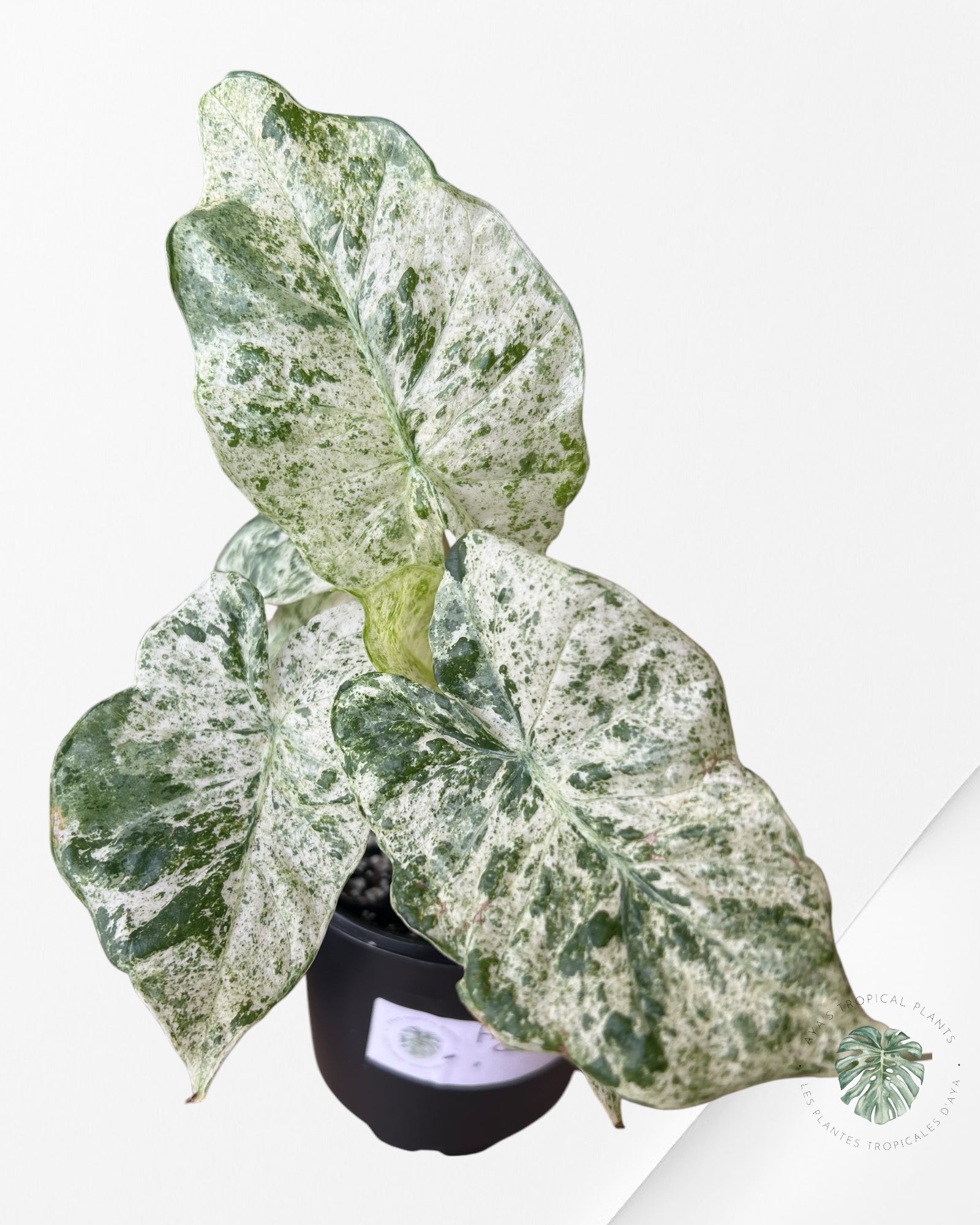 Alocasia macrorrhiza 'Camouflage'-G