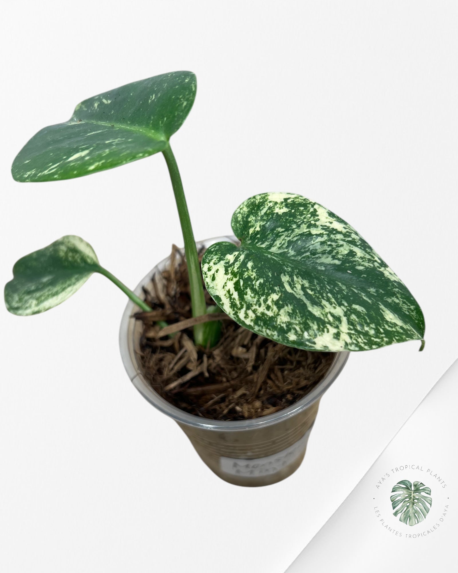 Monstera Mint -04