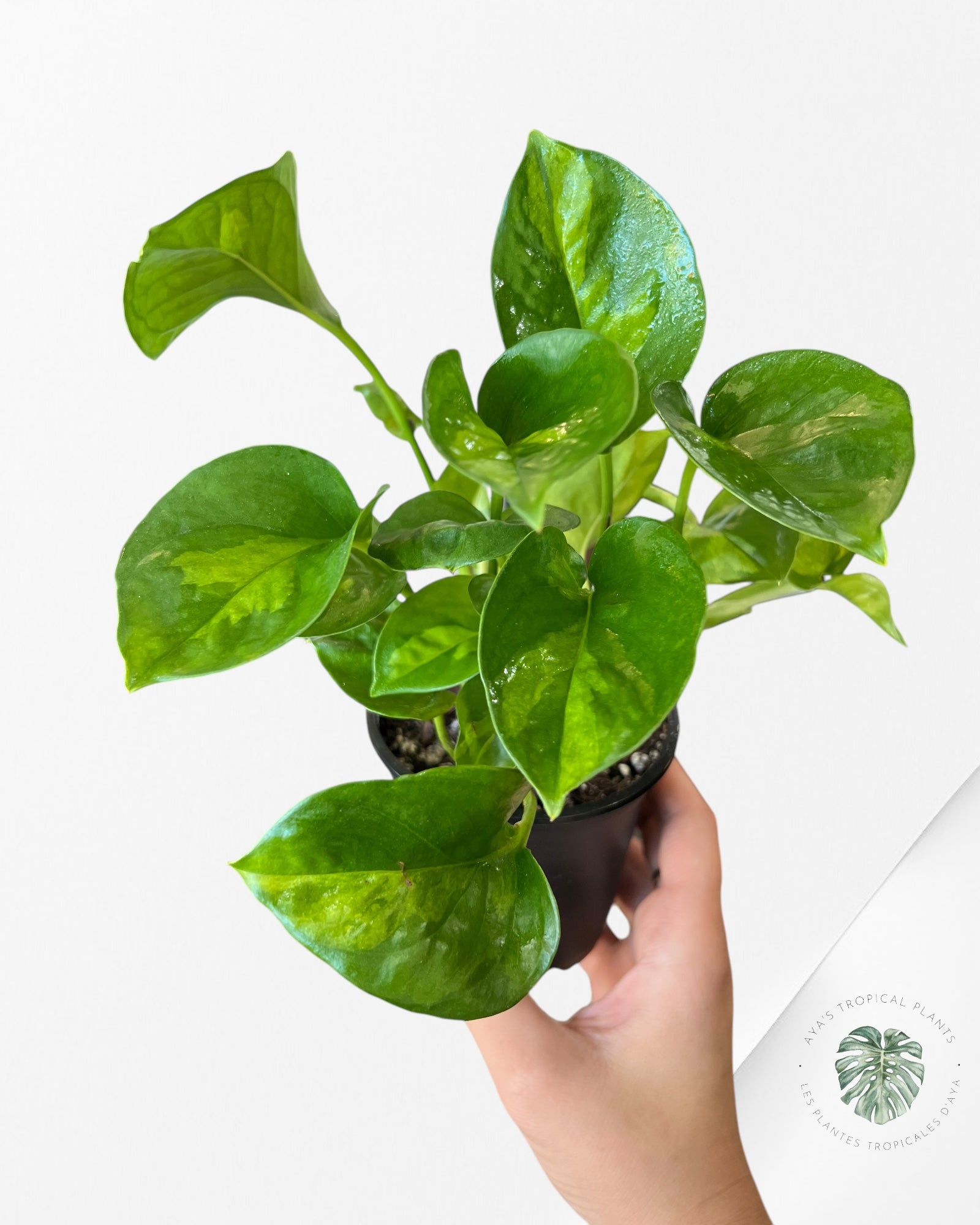 Global Green Pothos A