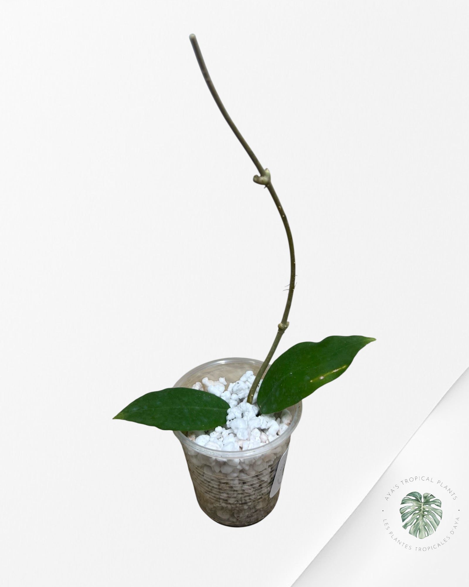 Hoya Patricia - F5