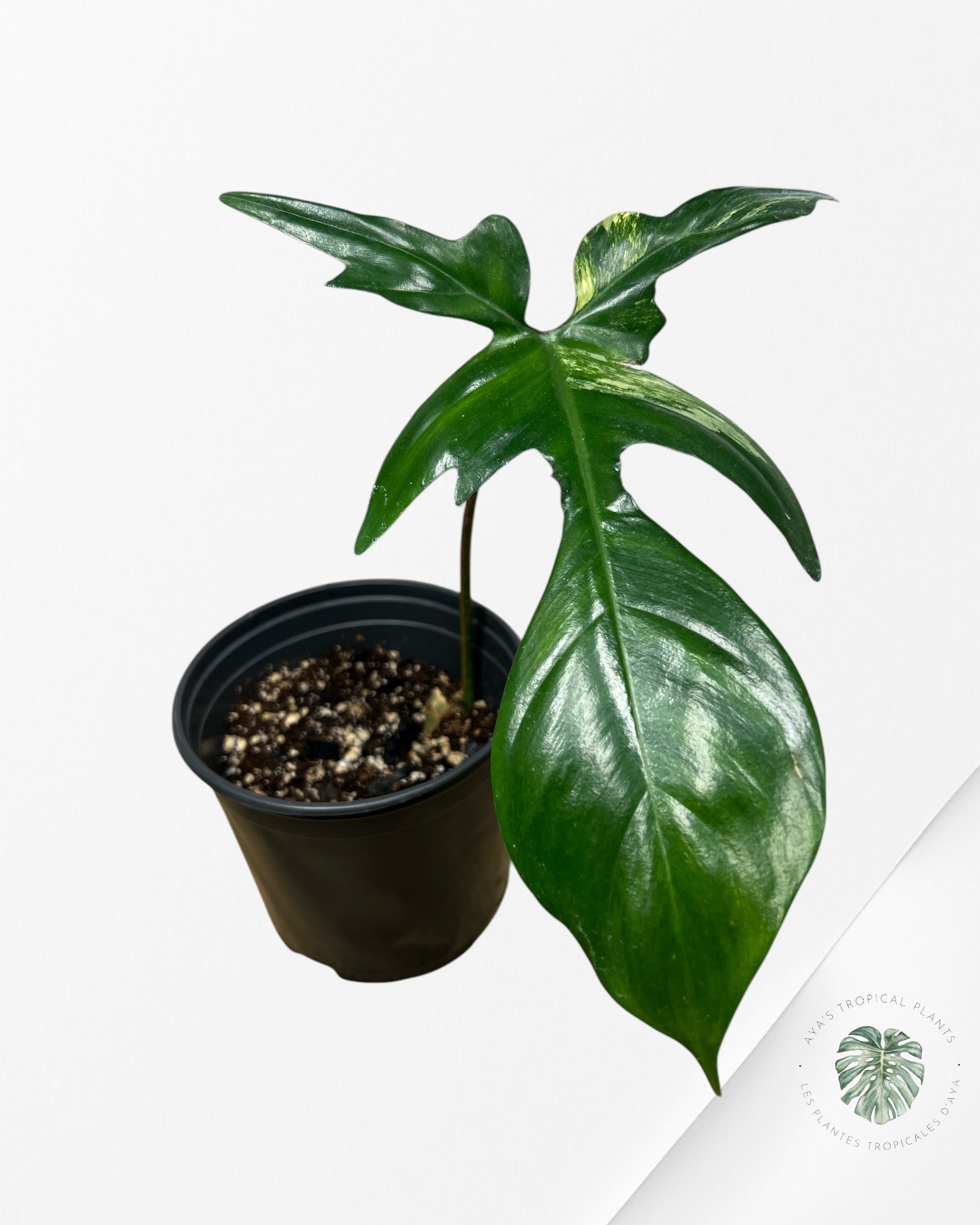 Philodendron Florida Beauty - ME6