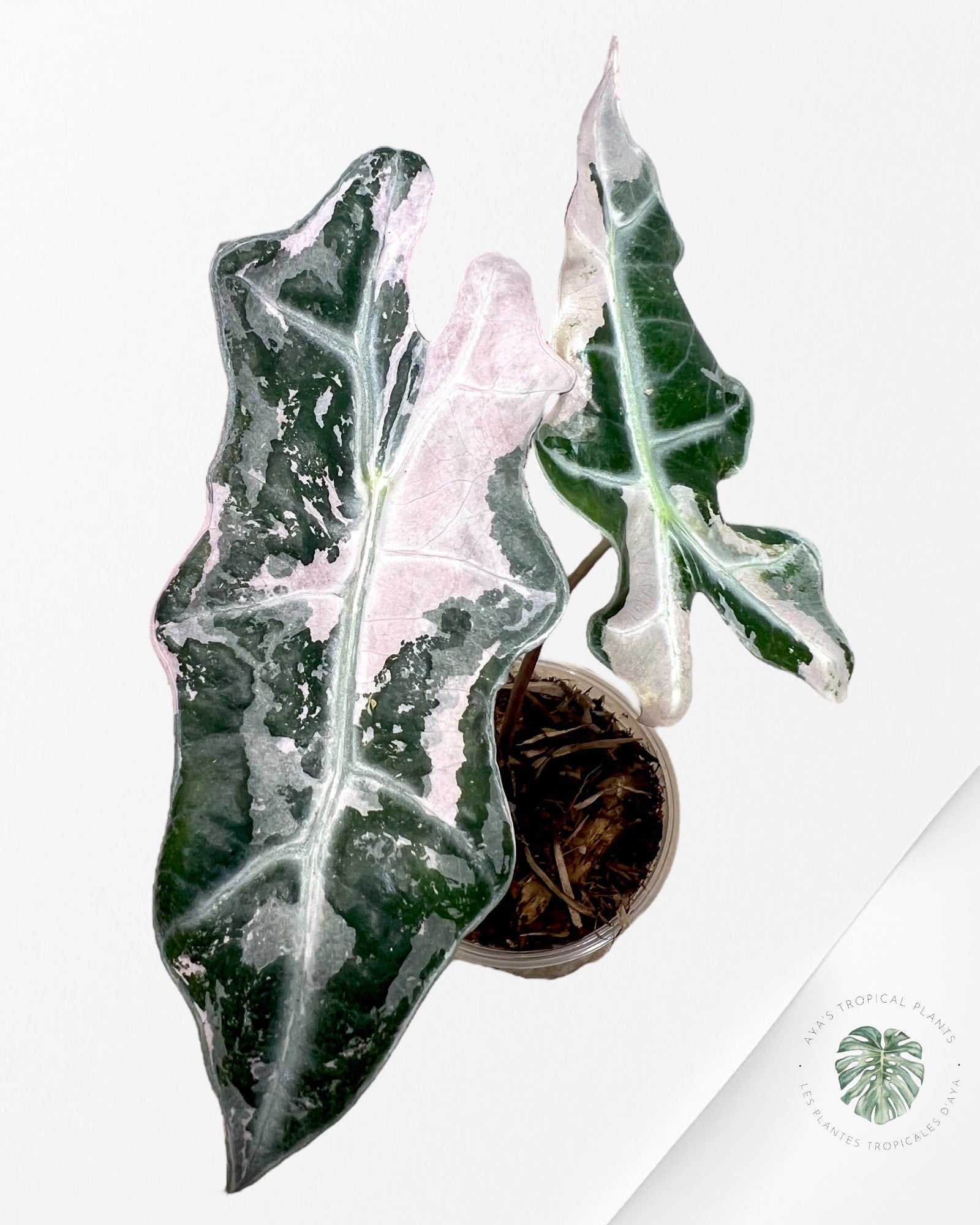 Alocasia Sanderiana Nobilis Rose Panaché-A