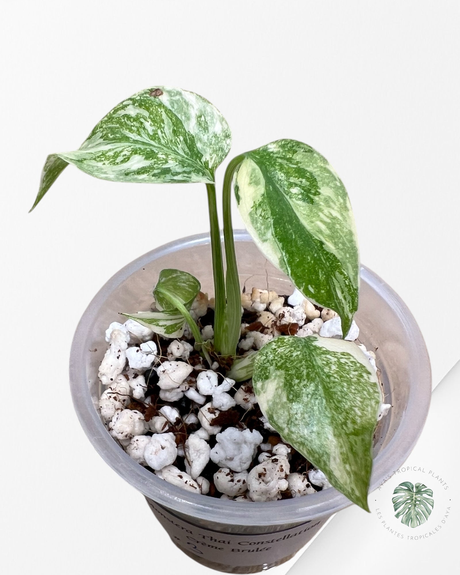 Monstera Thai Constellation Crème Brulée| Rare TC Plant | Aya's Tropical Plants