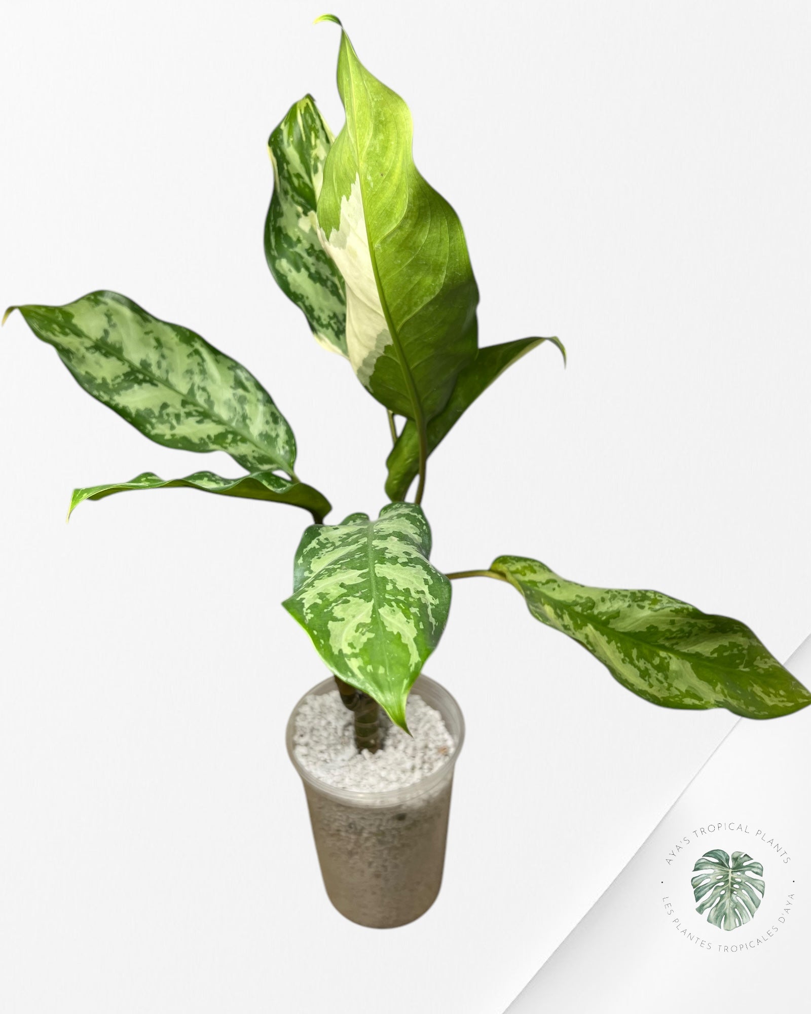 Aglaonema Manila Pride - AMP400