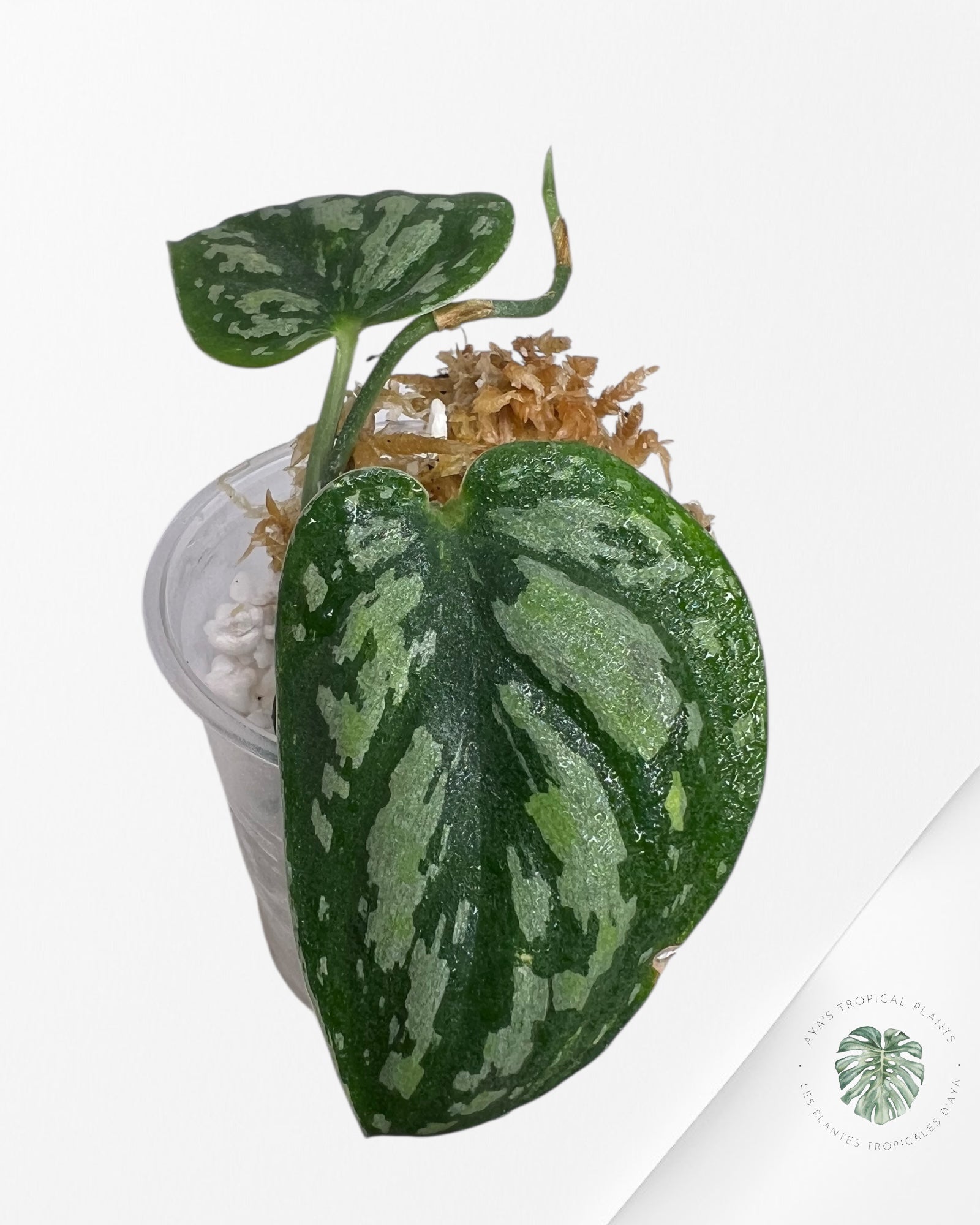 Scindapsus Dark Tricolor - DT1