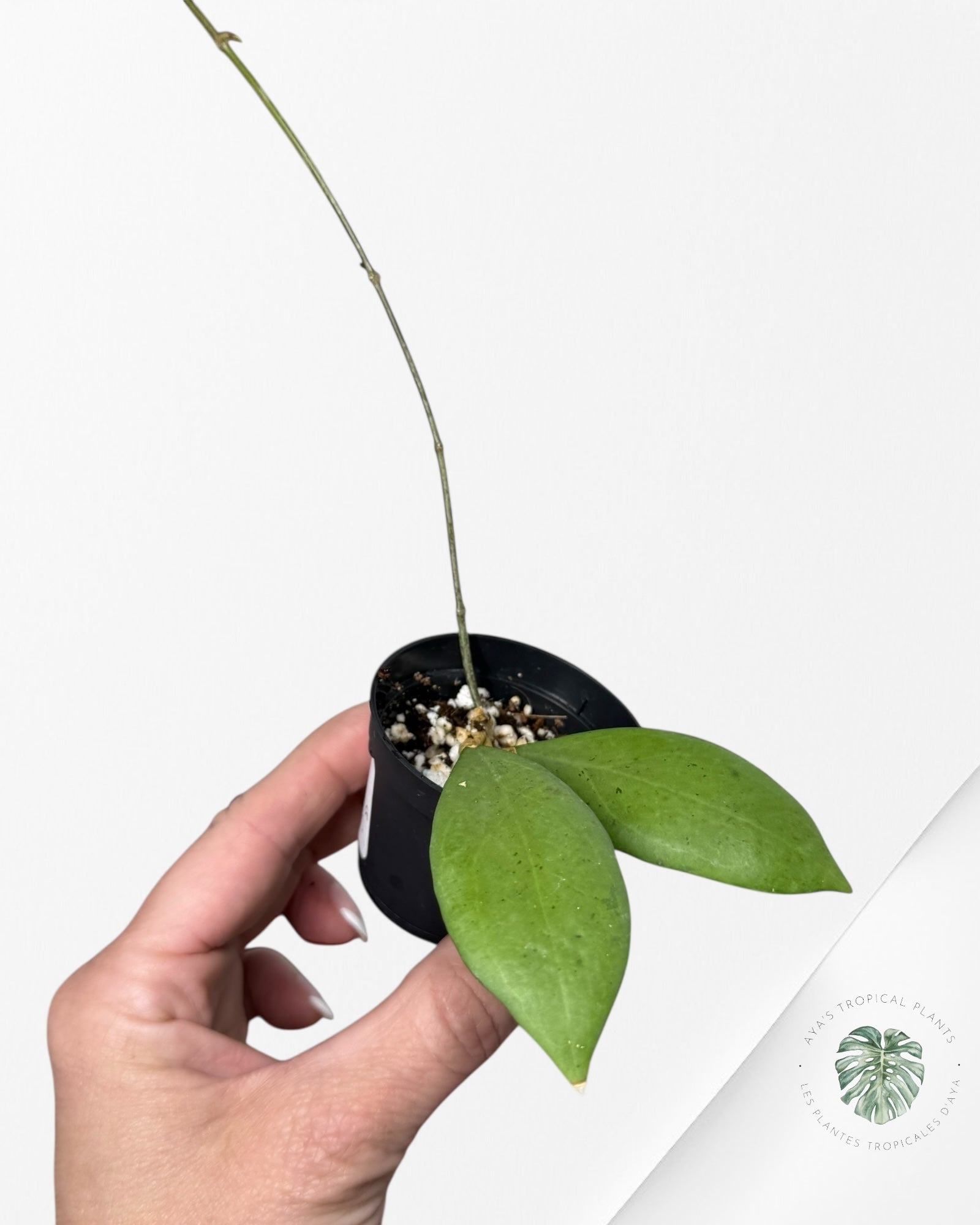 Hoya erythrostemma (Silver) - P73