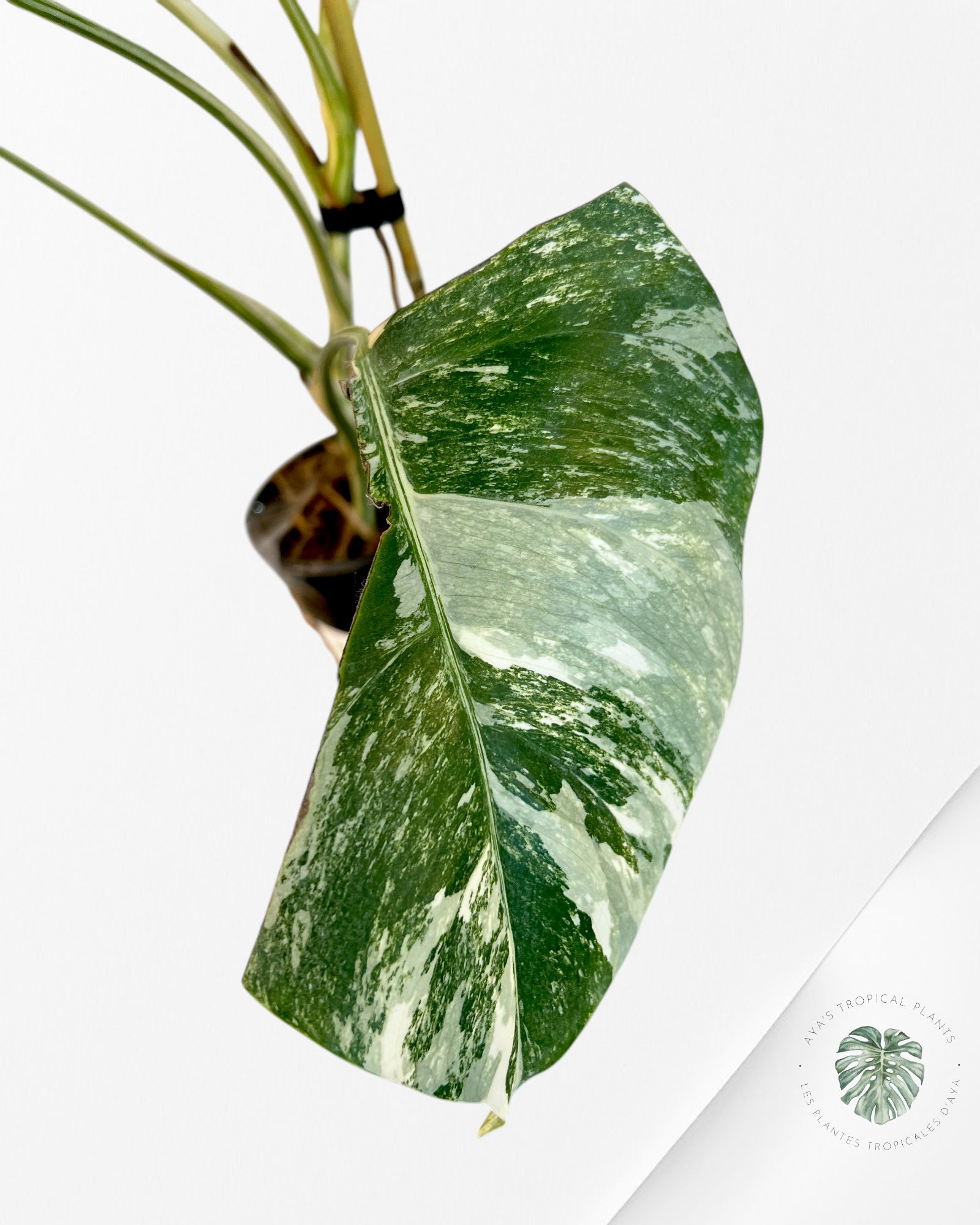 Monstera Borsigiana Albo-JA8