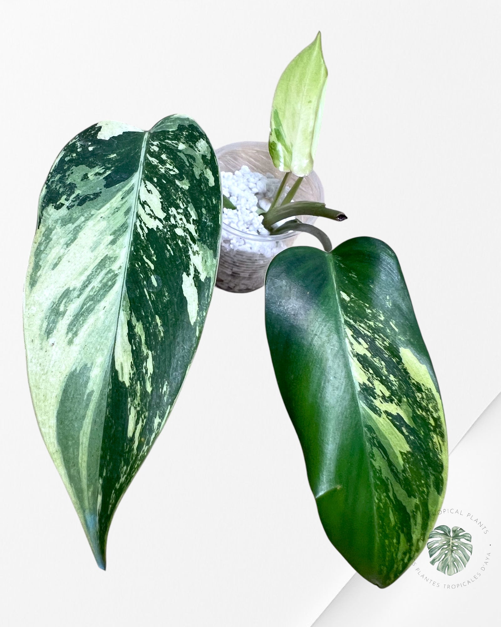 Philodendron Temptation Variegated -03