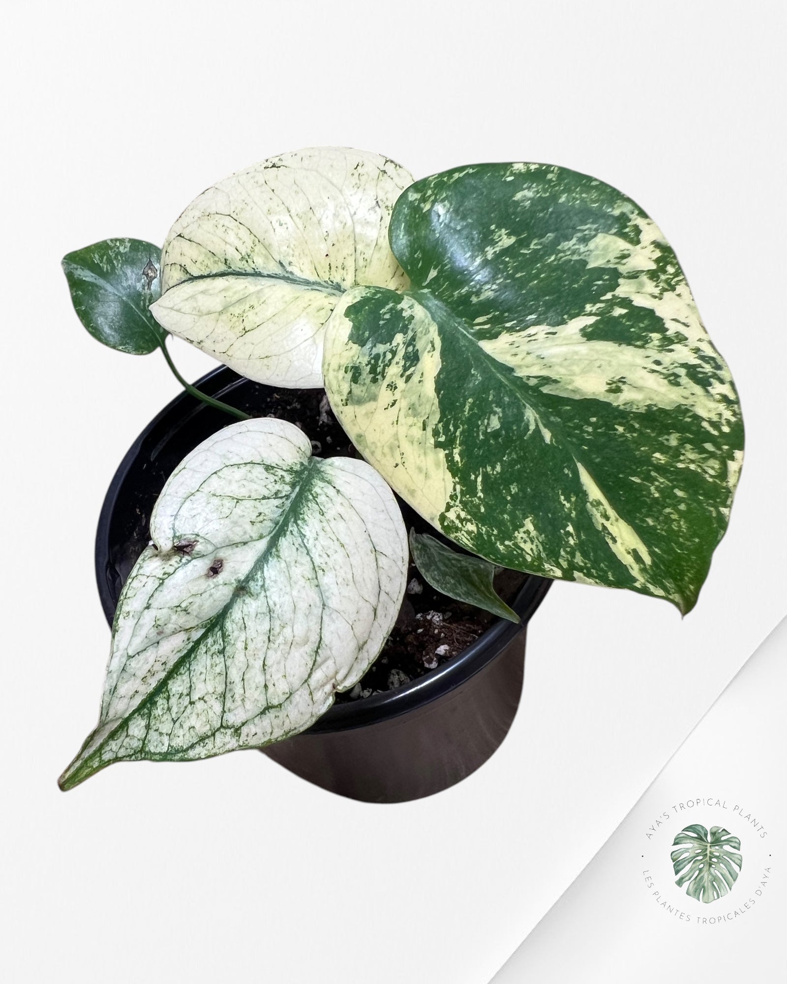 Monstera Deliciosa Menthe-1