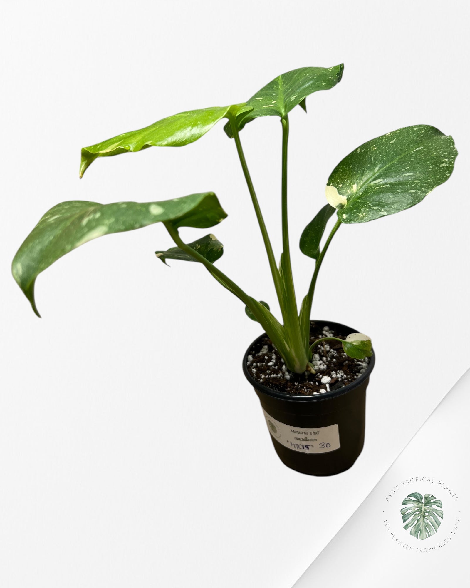 Monstera Thai Constellation-MTC15