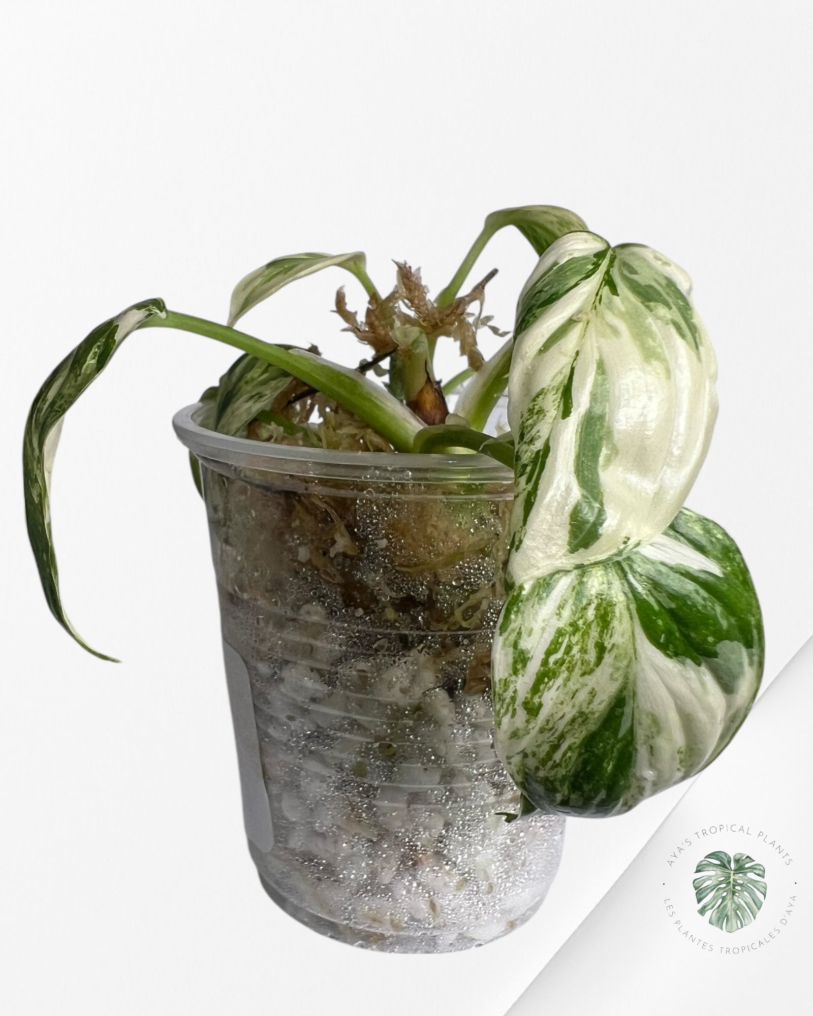 Homalomena rubescens "Albo" variegated  - TC10
