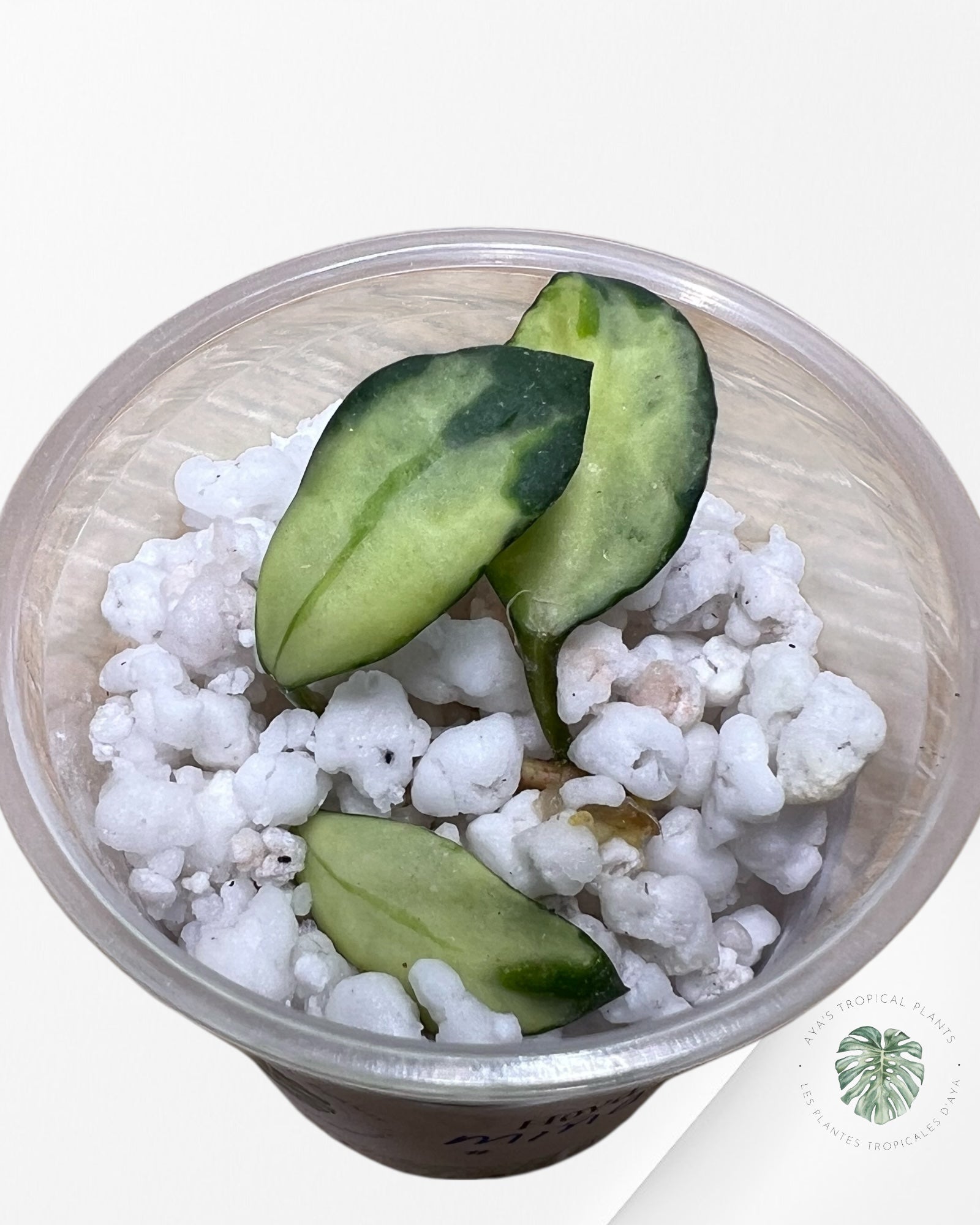 Hoya Lacunosa Minara - LM1