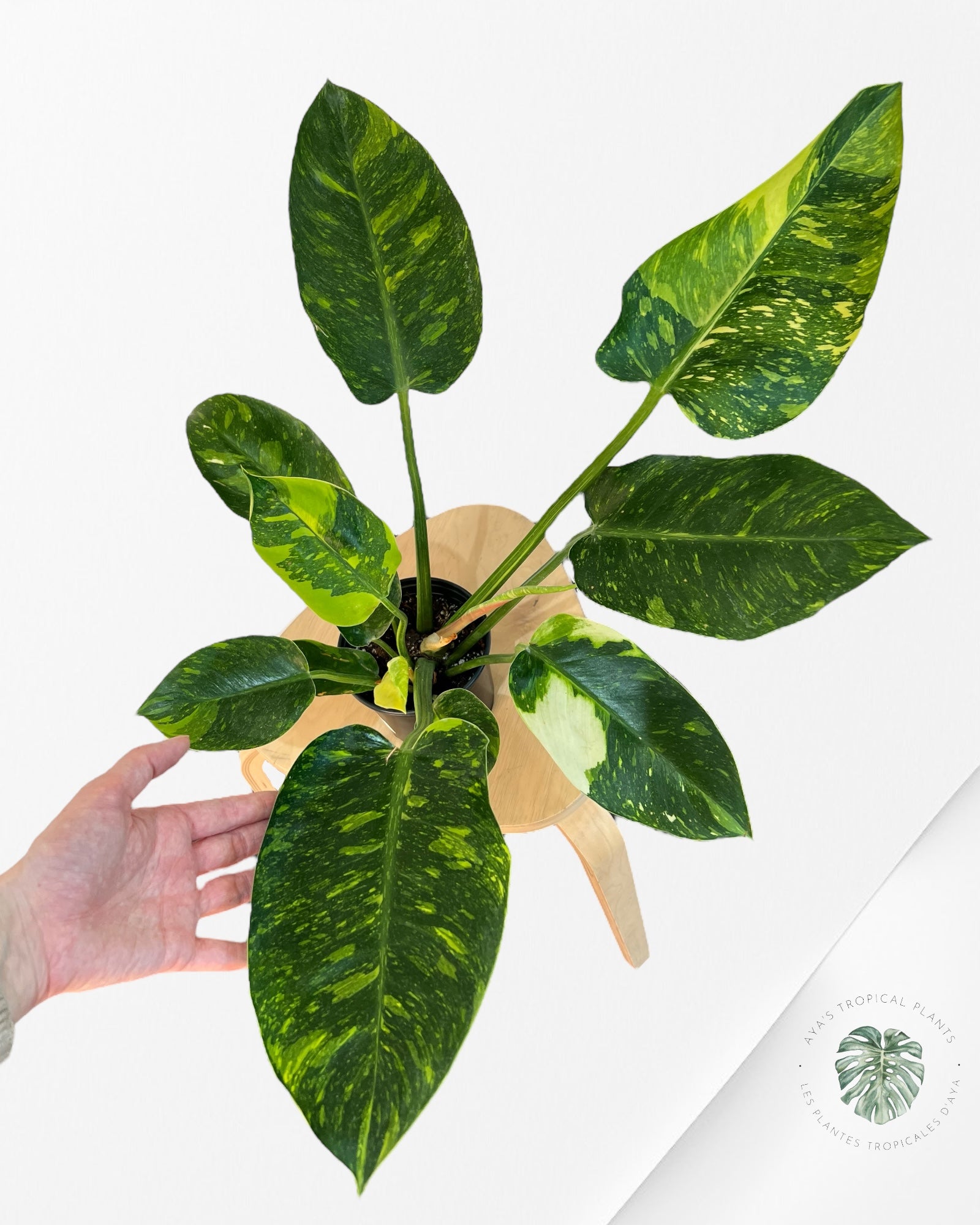 Philodendron Green Congo marble hybrid - P155