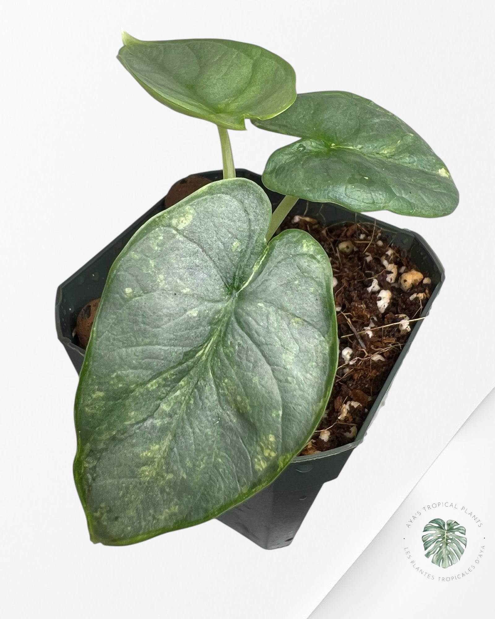 Alocasia Silver Dragon Variegated Aurea -WW