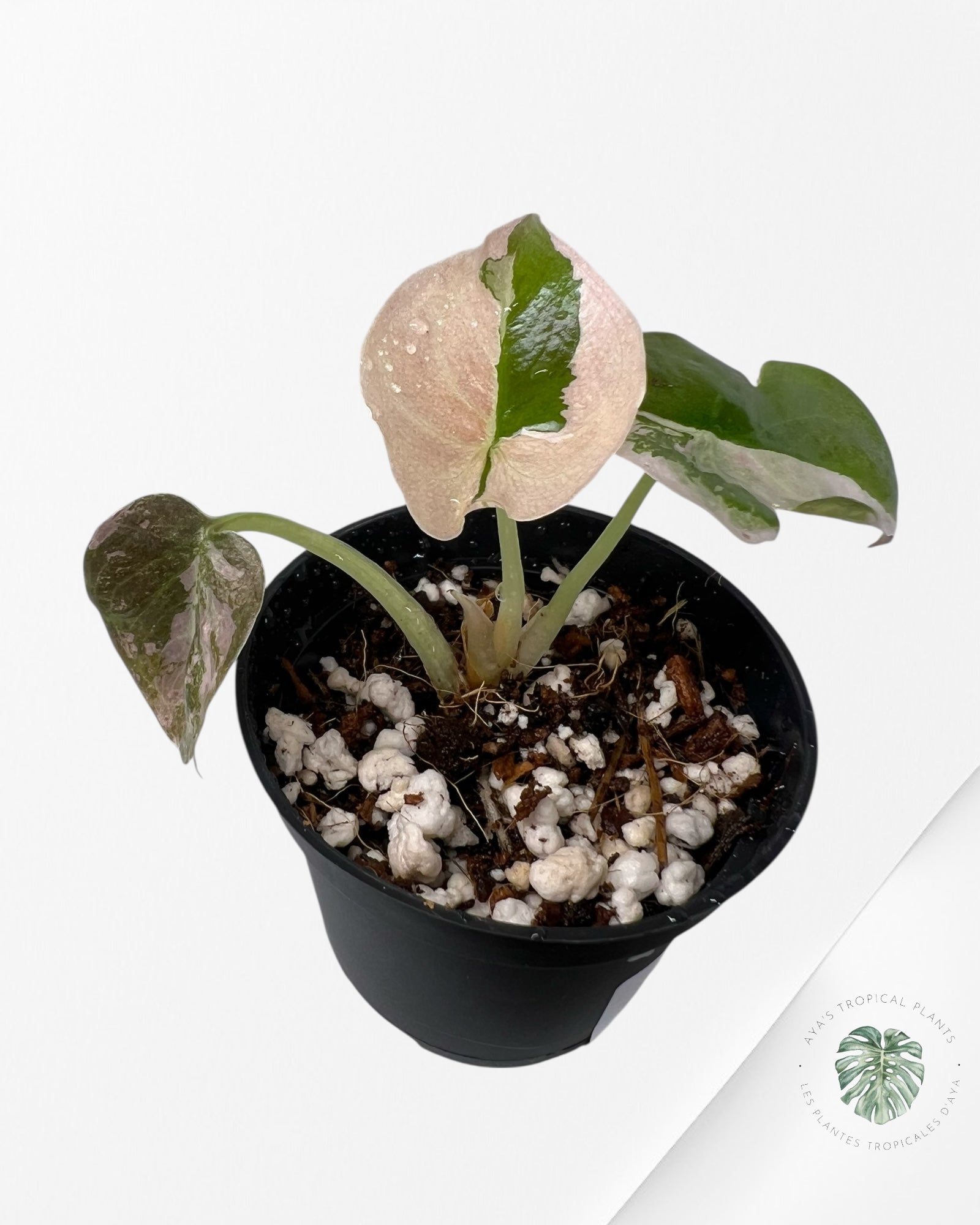 Alocasia Cuprea Pink Variegated-LF1