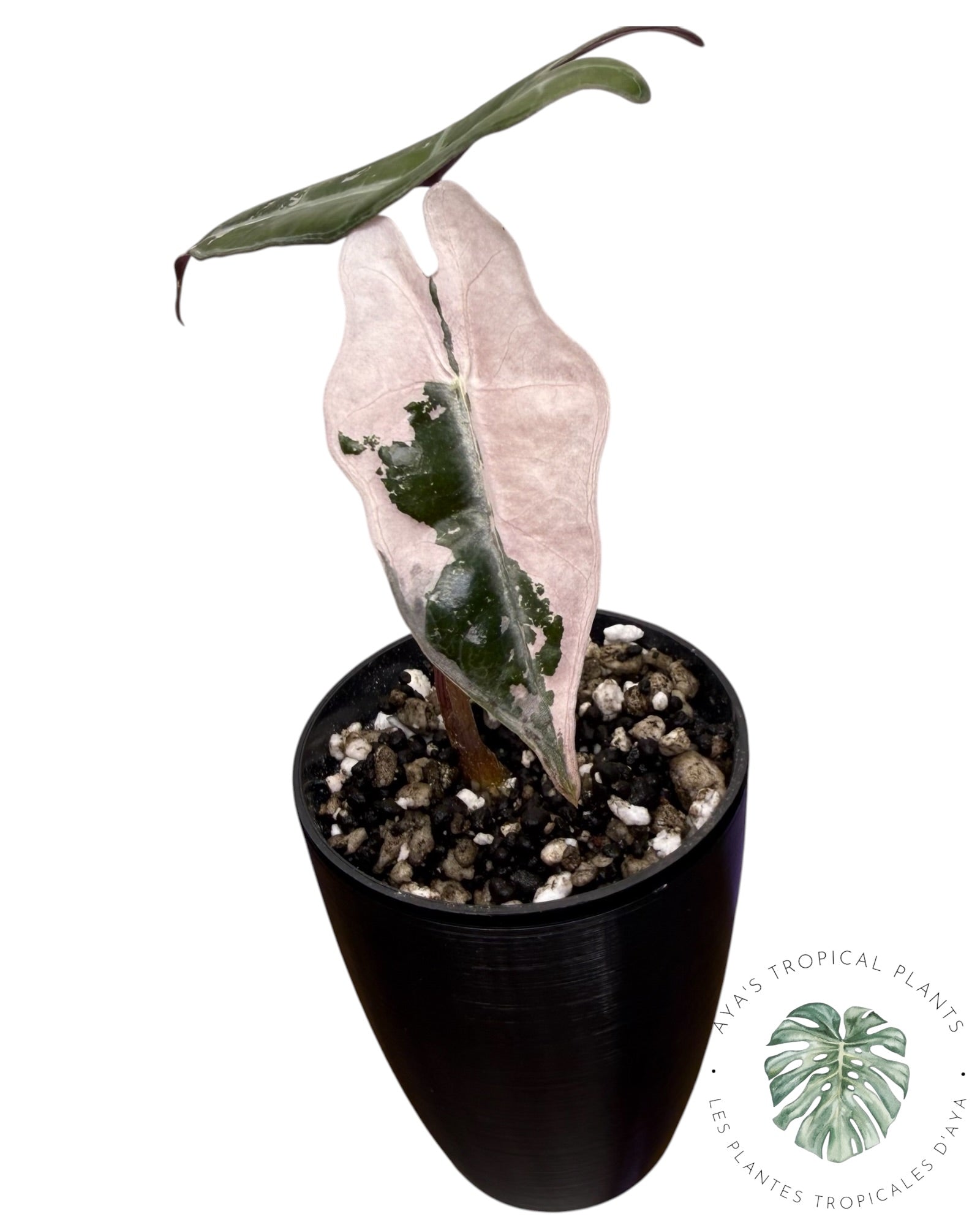 Alocasia Nobilis rose panaché