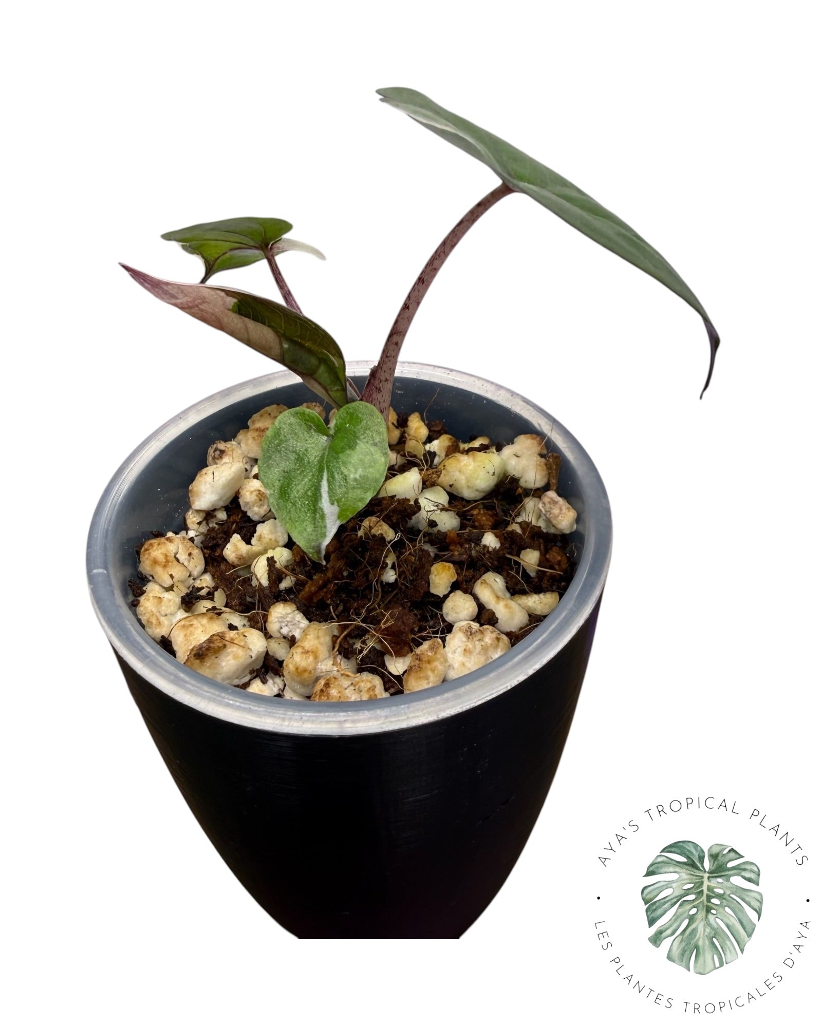 Alocasia Yucatan Princess Panachée