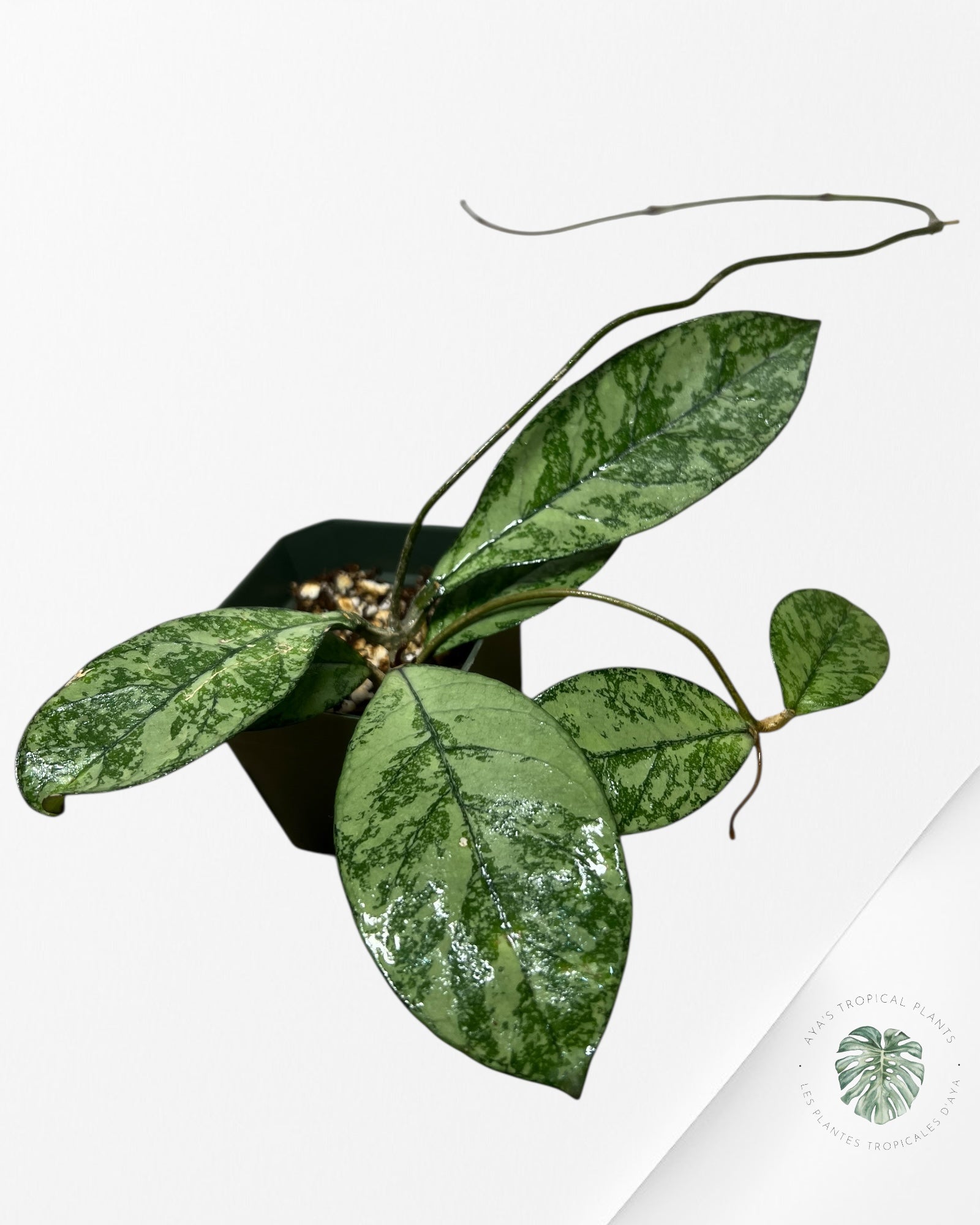 Hoya crassipetiolata (Super splash) - CSS1