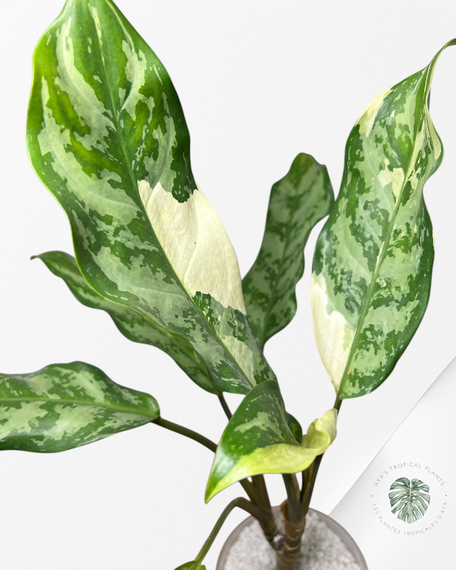 Aglaonema Manila Pride - AMP400