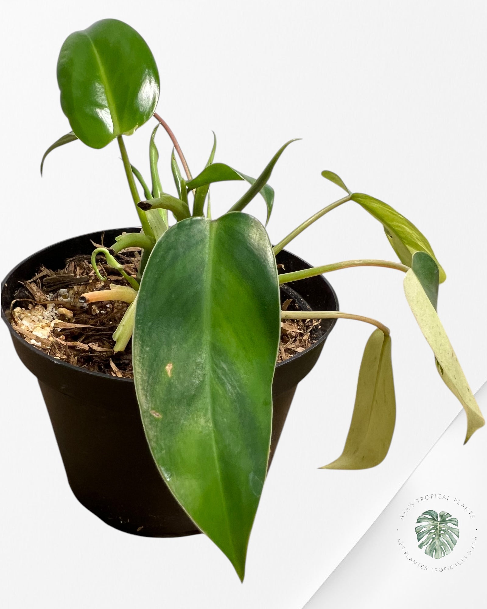 Philodendron Temptation Panaché -08