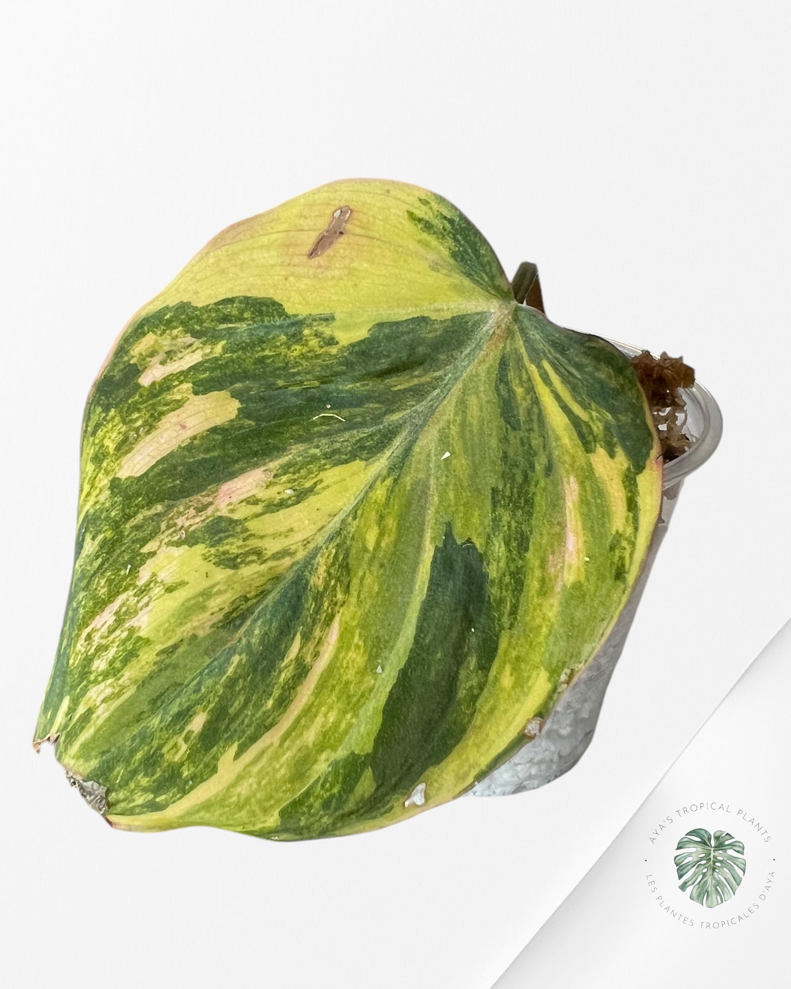 Philodendron Micans Variegated-PM100