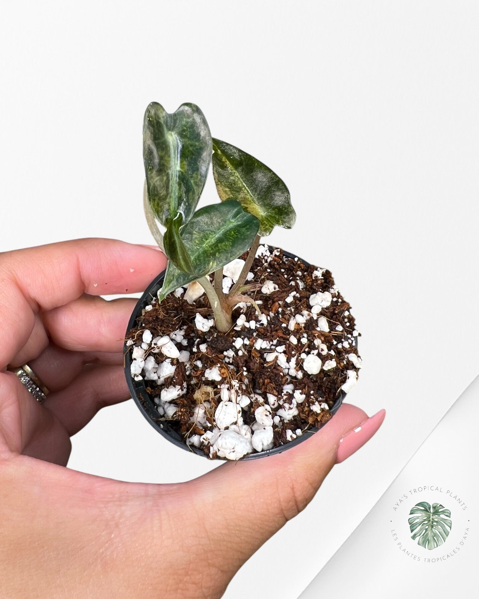 Alocasia Bambino Variegated (Aurea) - TC15