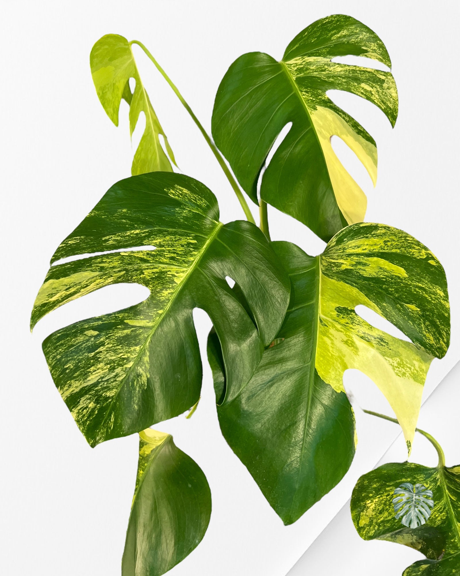 Monstera Aurea -JA1