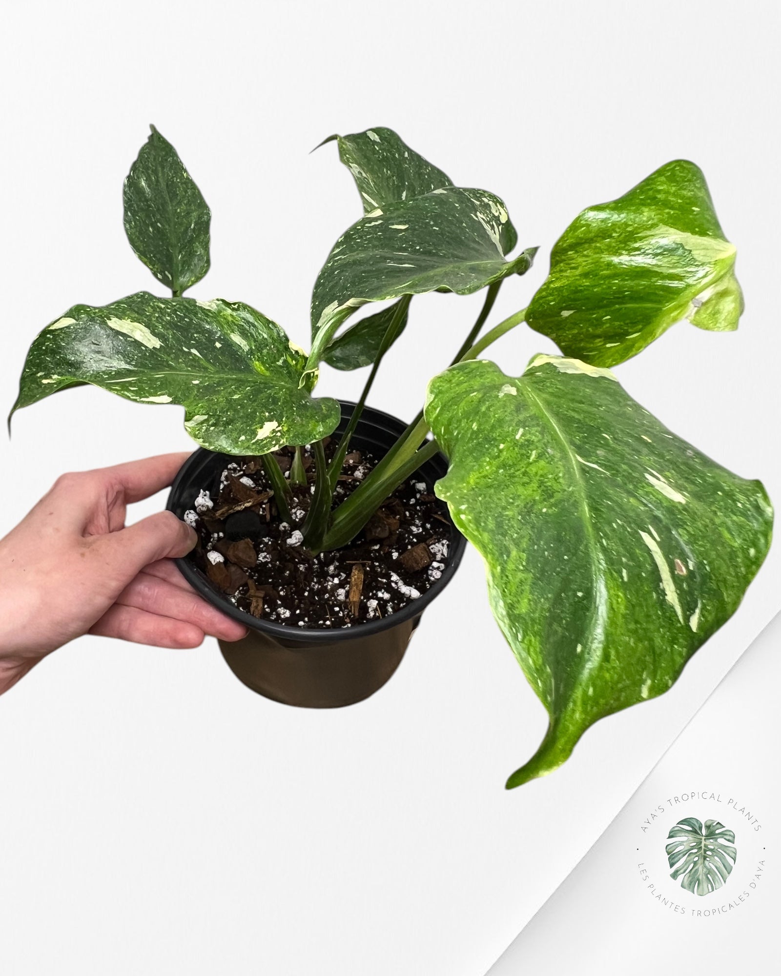 Monstera Miracle Tricolore -MTT250