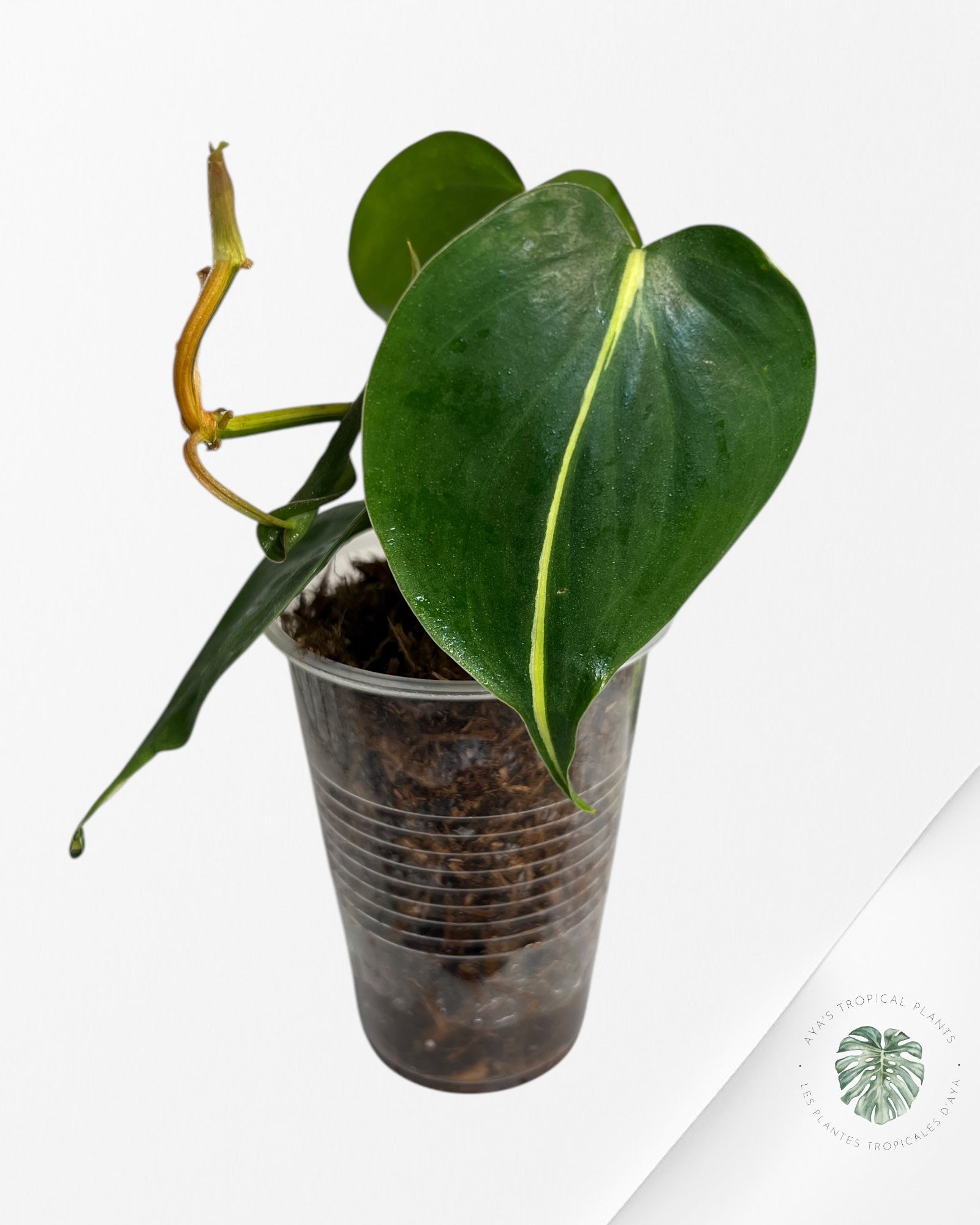 Crème éclaboussée au philodendron -G