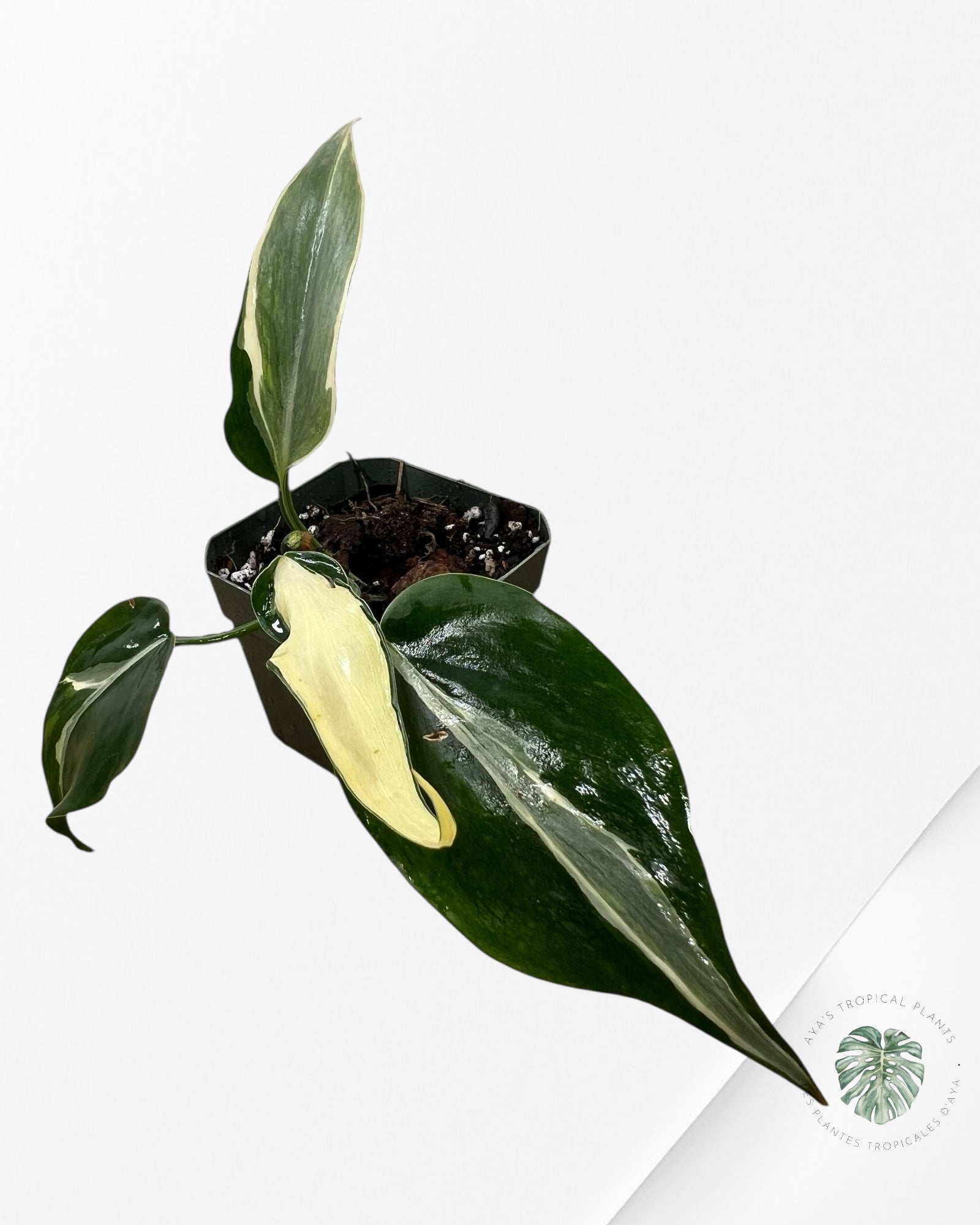 Philodendron Rio-1