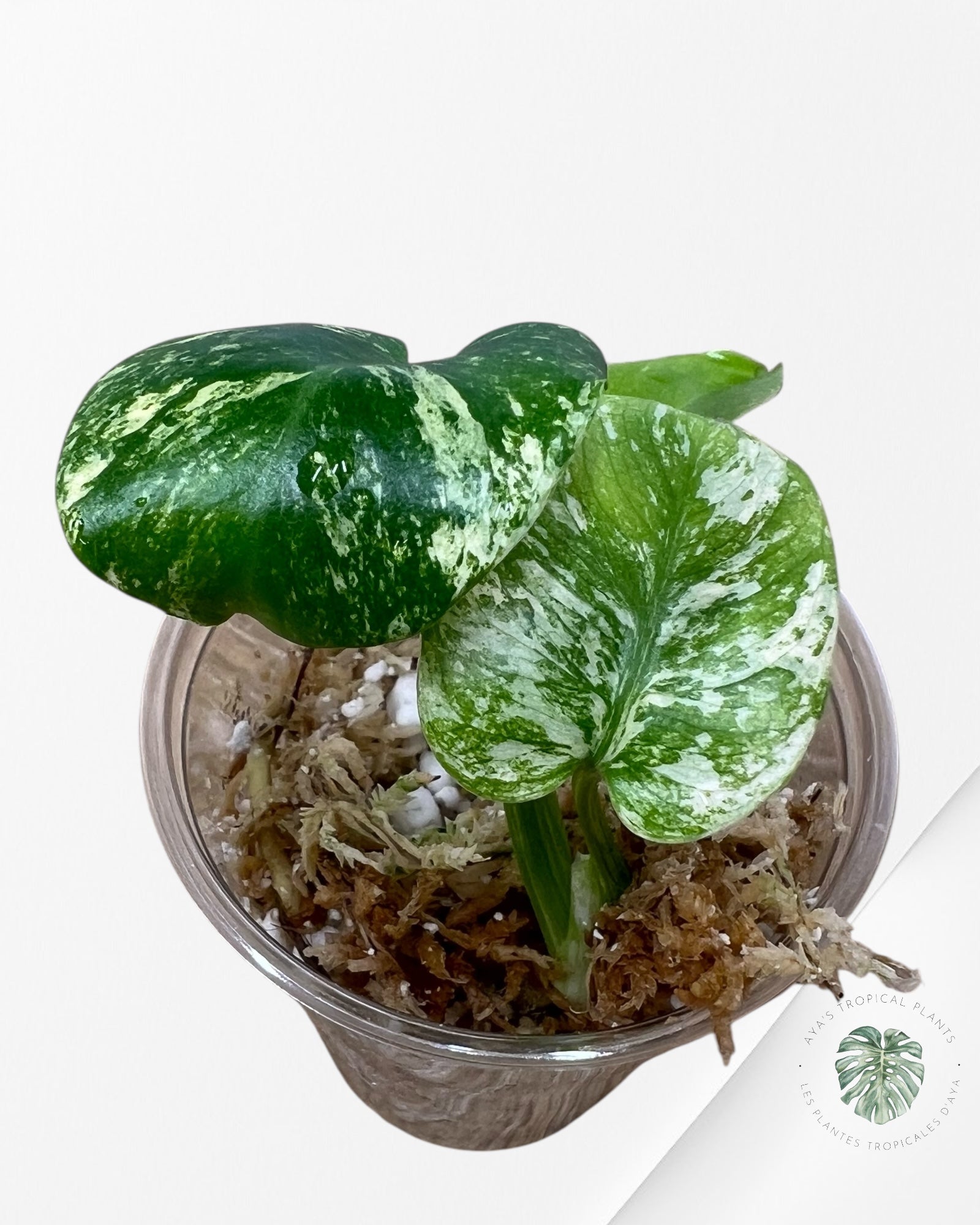 Monstera Mint - TC9