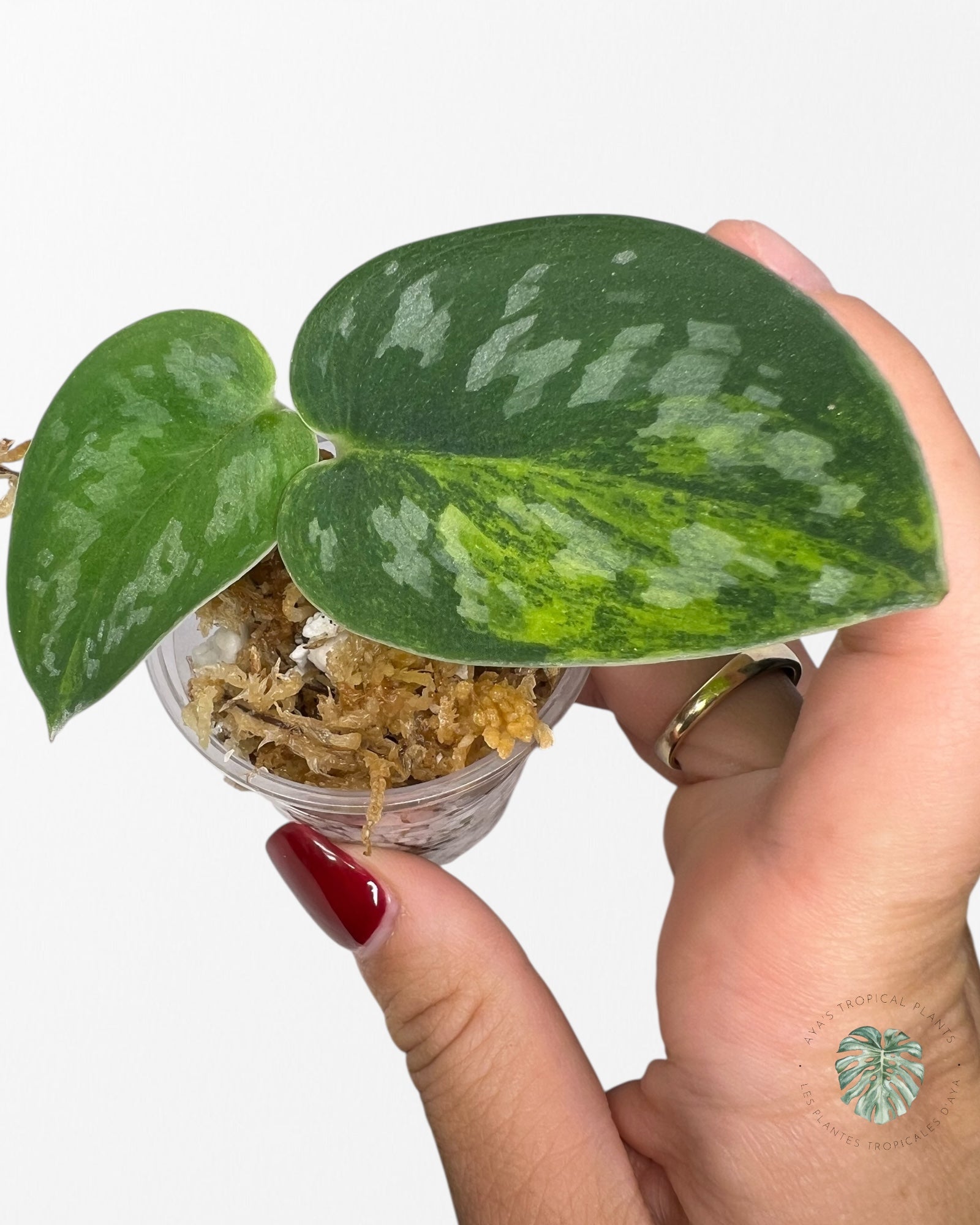 Diamant vert Scindapsus - SGD1
