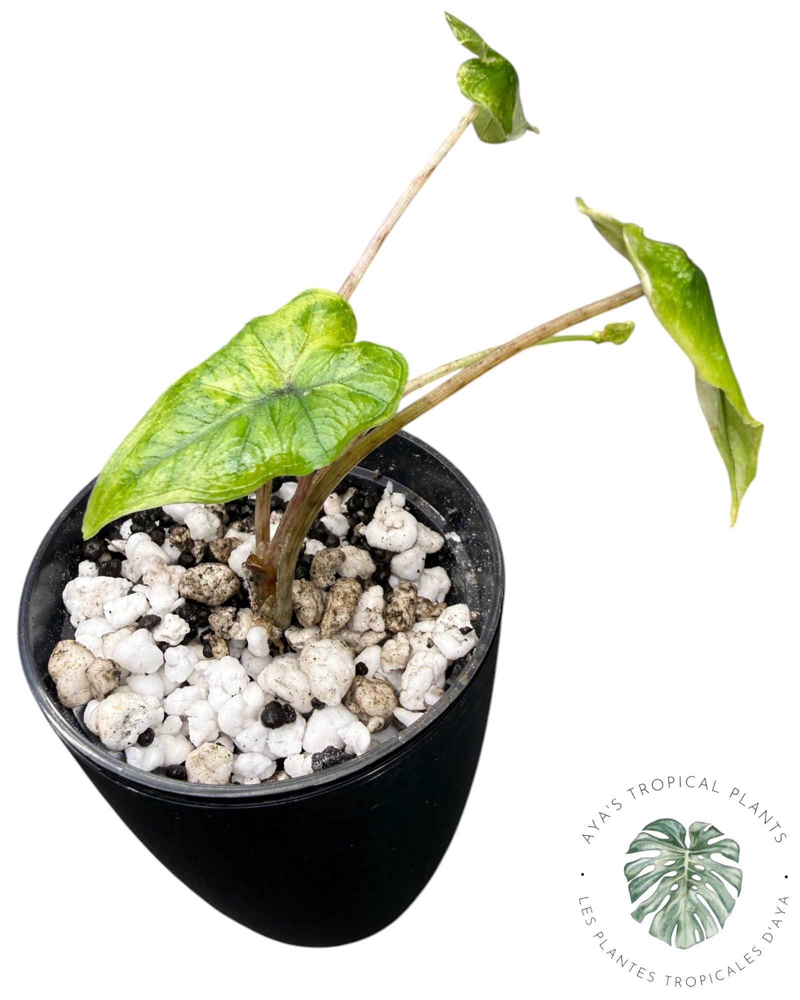 Alocasia Jacklyn Mystic variegated