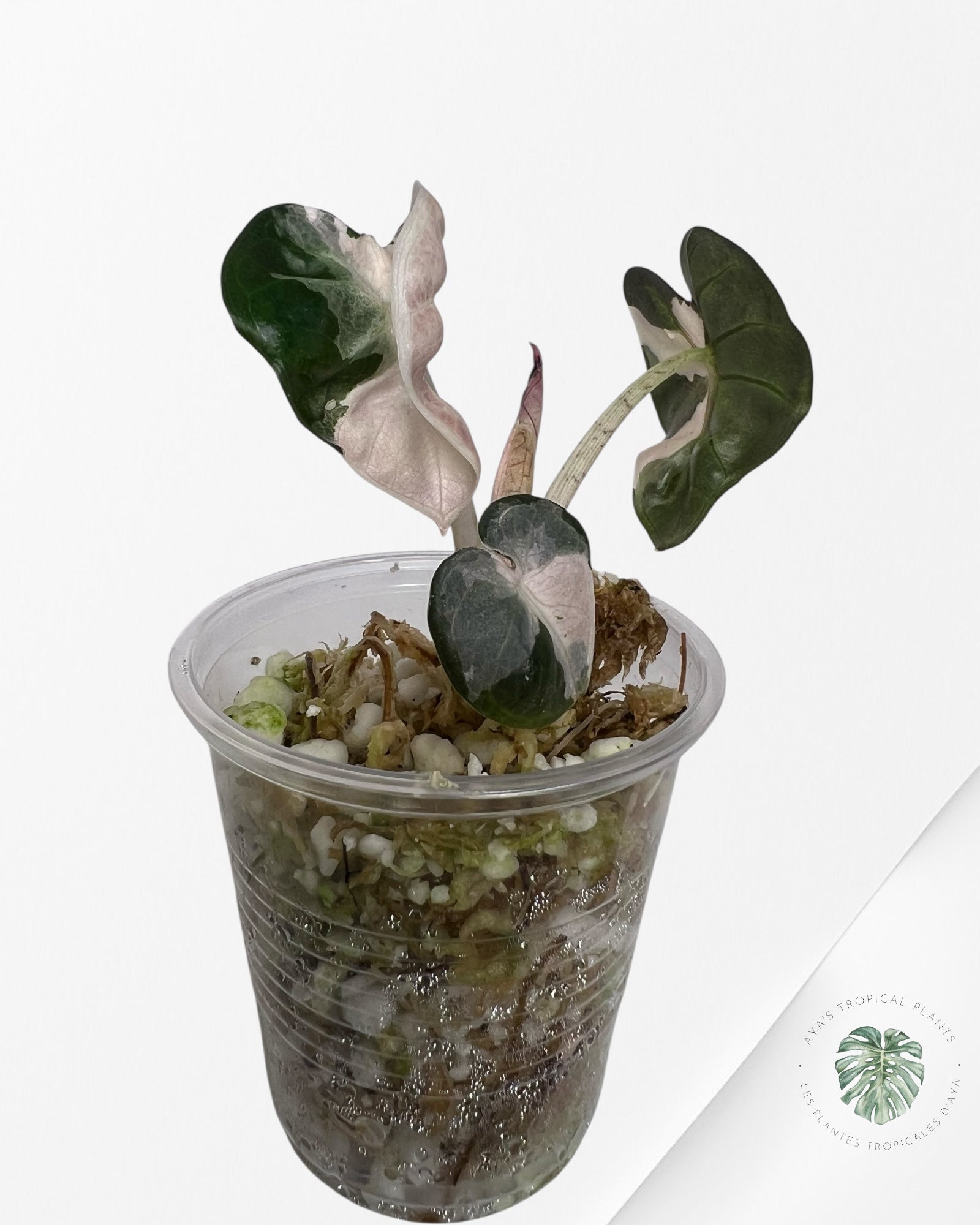 Alocasia Heart Balloon Pink Variegated - TC0