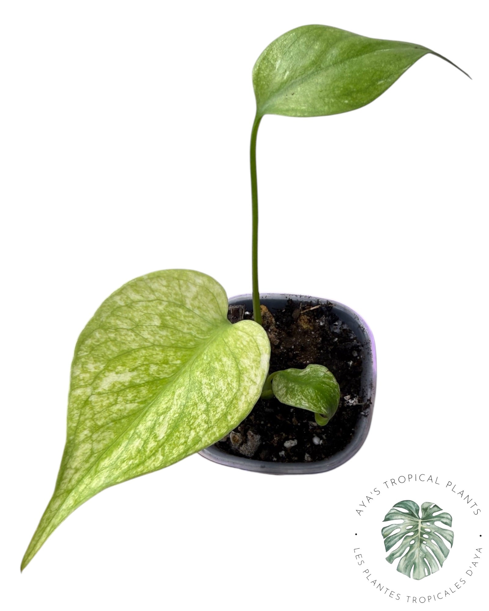 Monstera White Monster