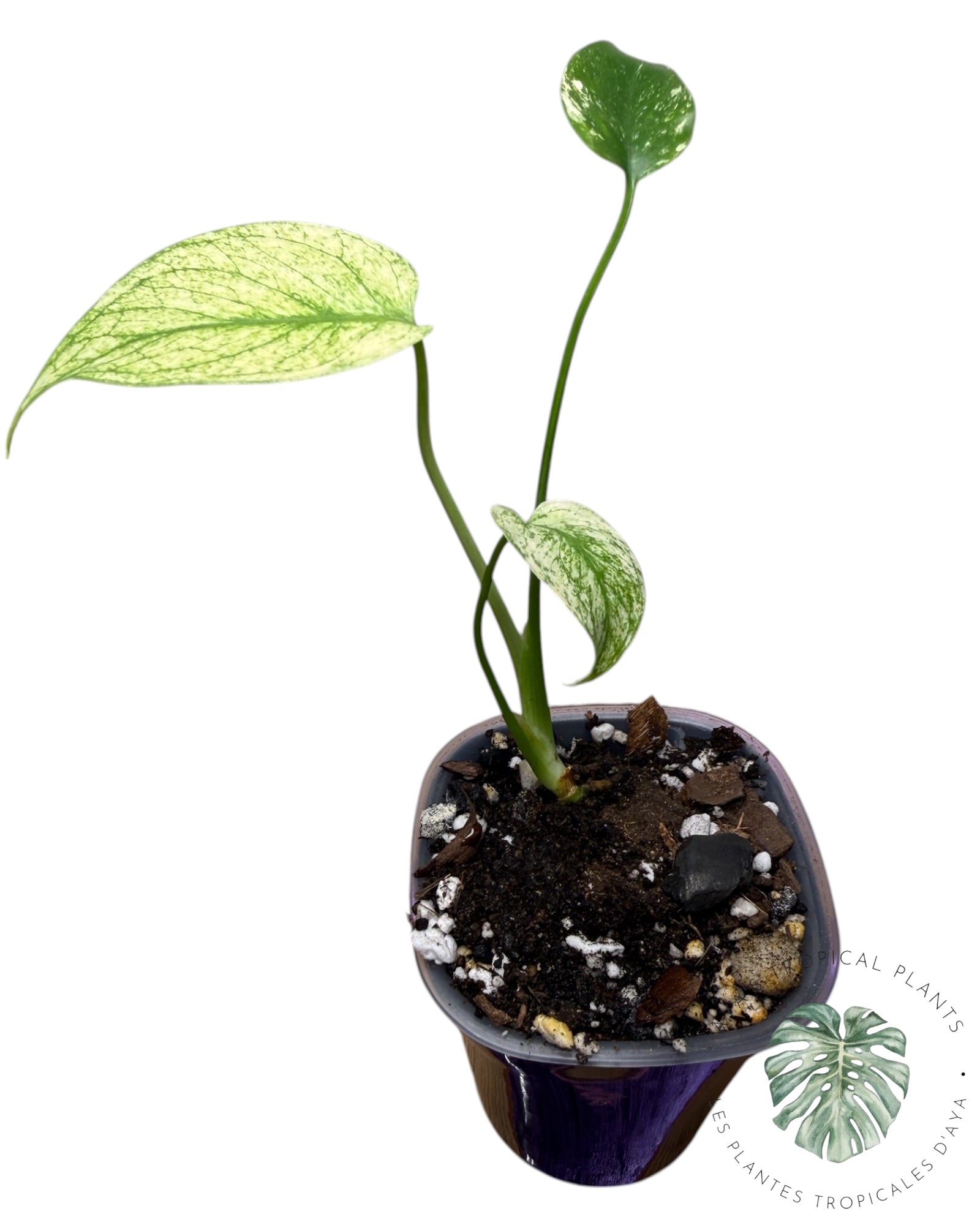 Monstera White Monster