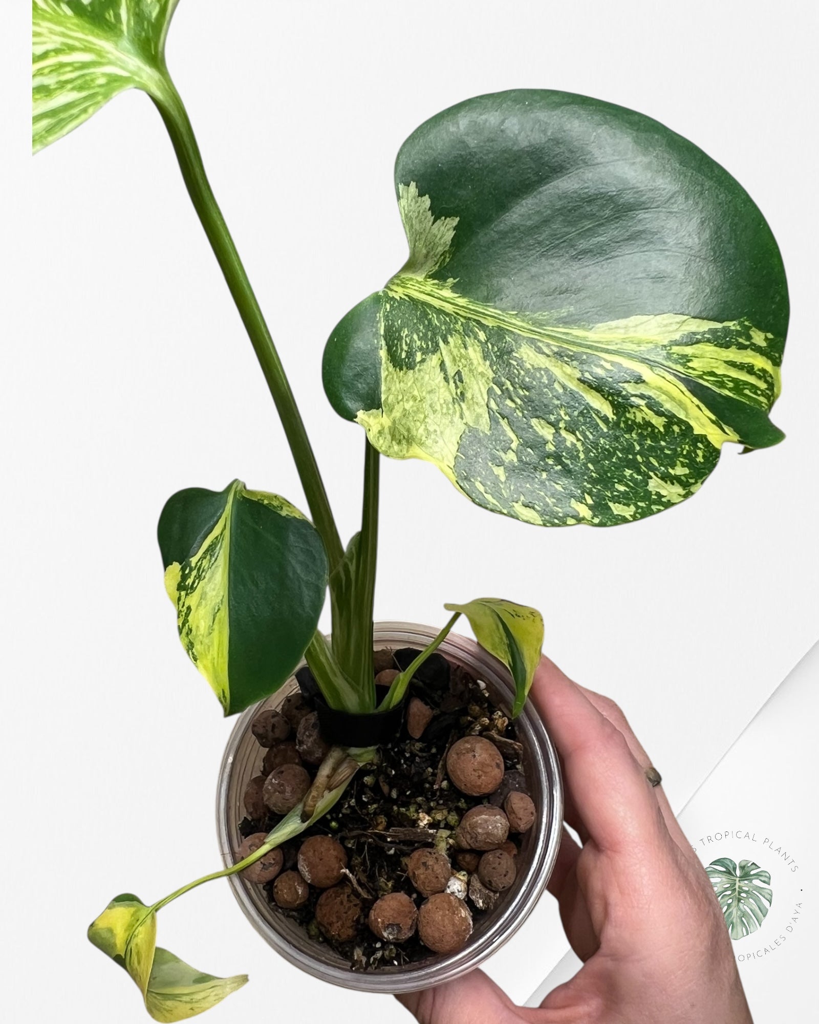 Monstera Deliciosa Electrolyte