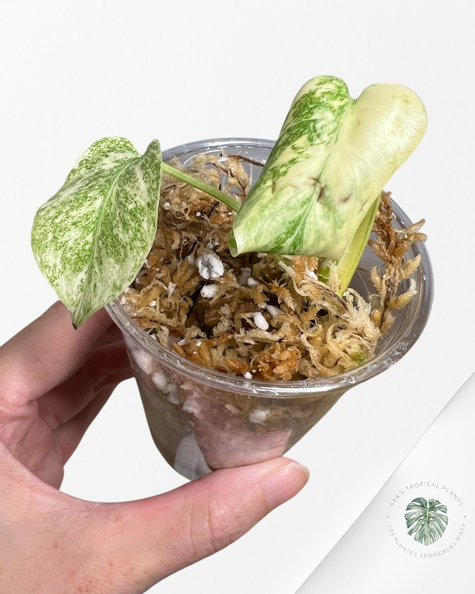 Monstera Thai Constellation Creme Brûlée (Grade A) - TC60