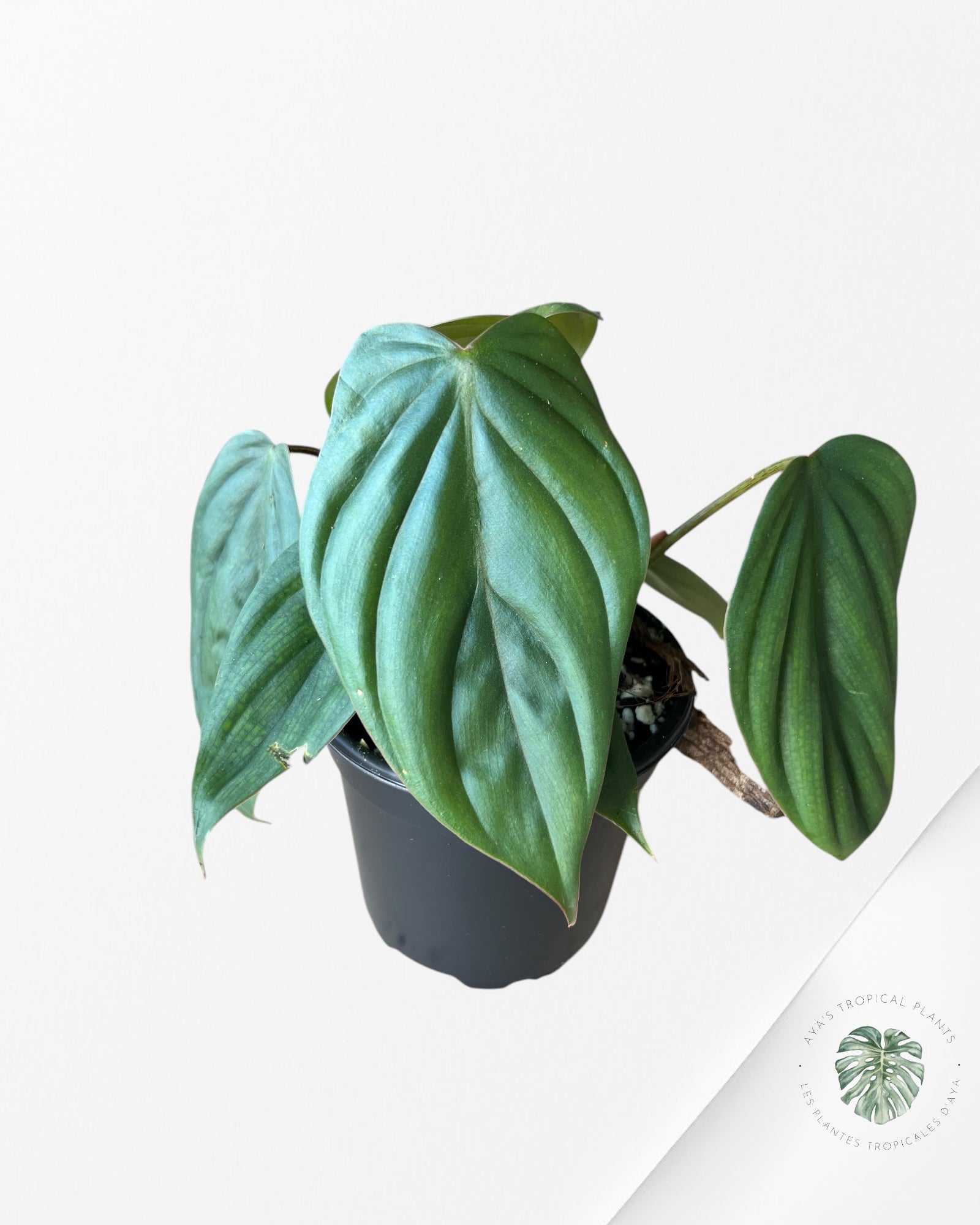 Philodendron Colombia-PC4