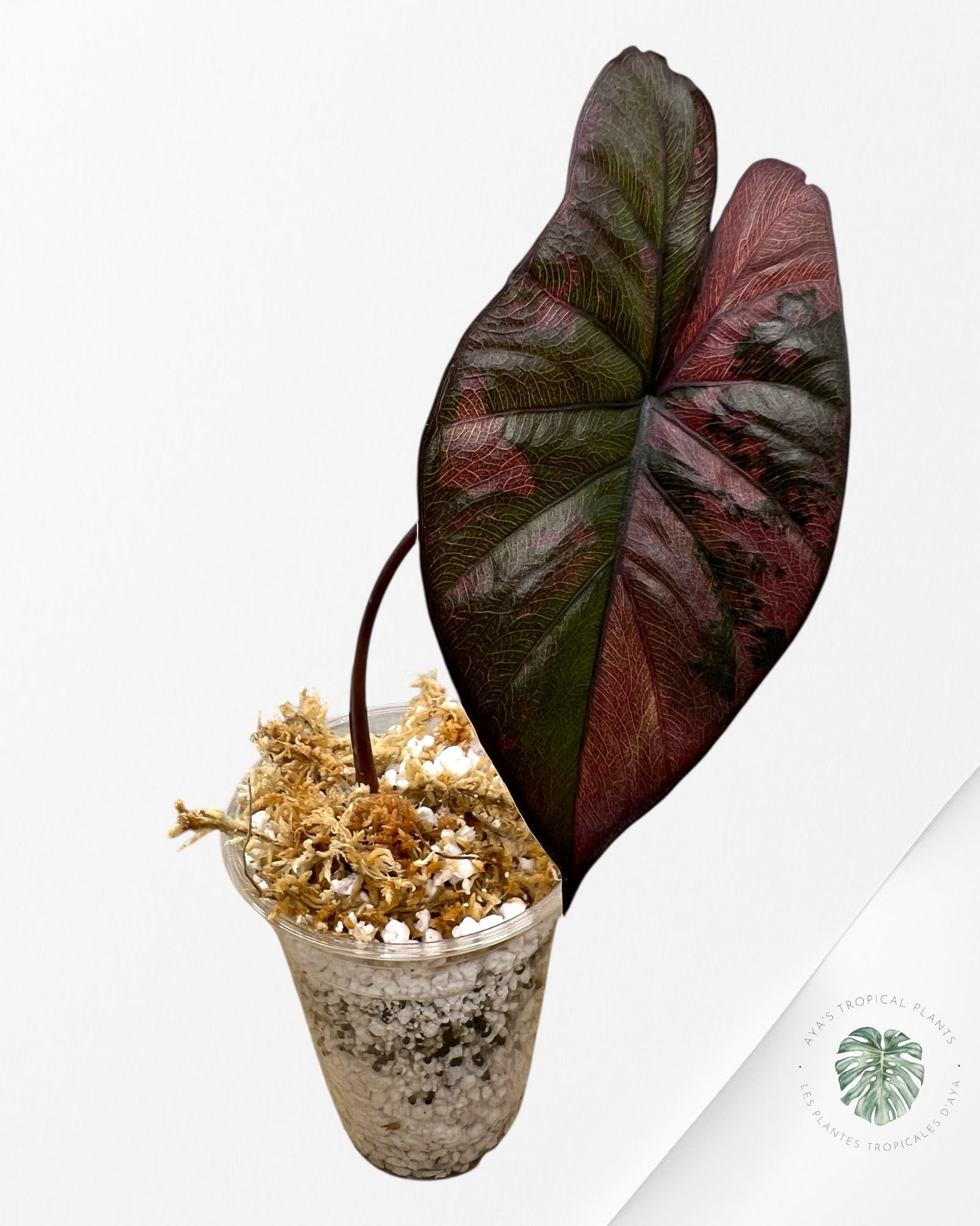 Alocasia Serenpidity Variegated-1