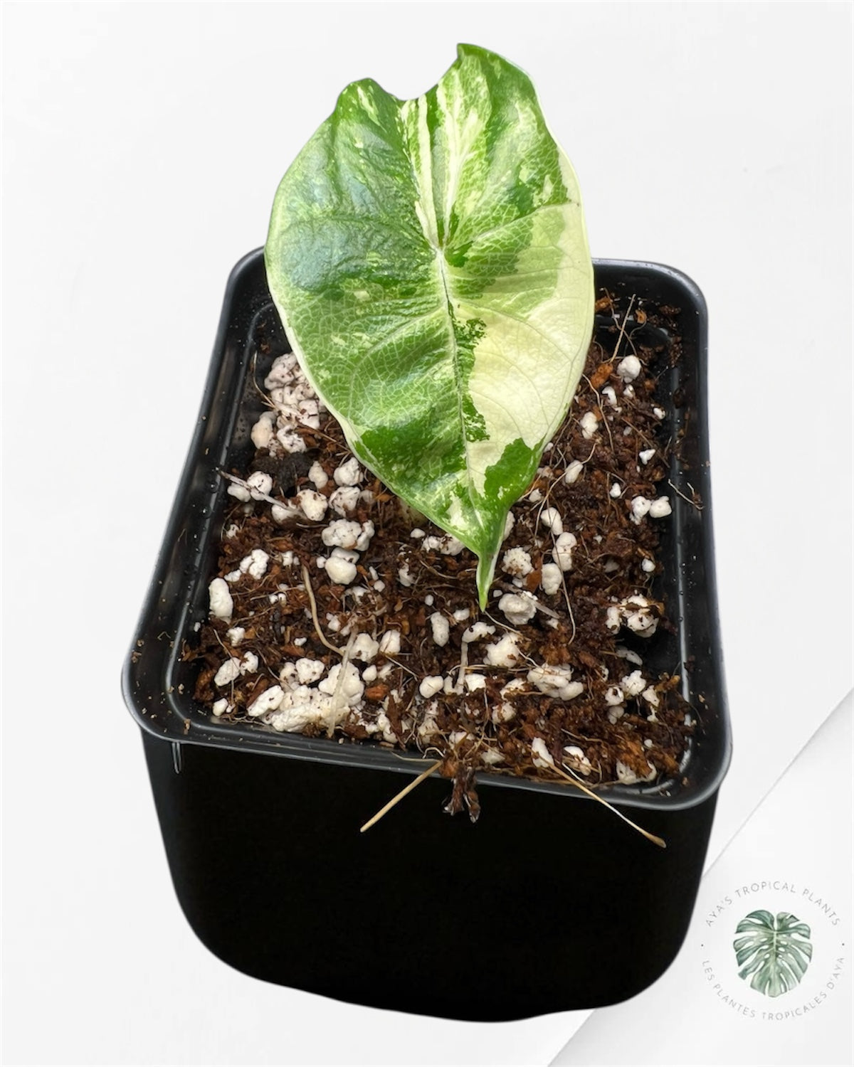 Alocasia Platinum Albo Variegated - P60