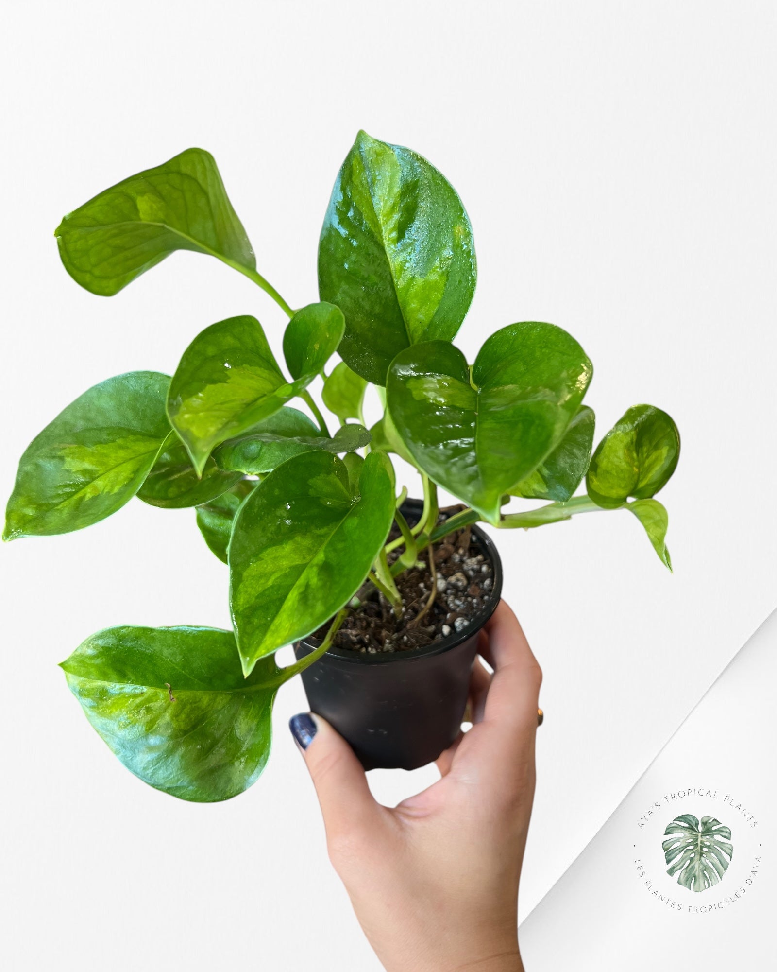 Global Green Pothos A