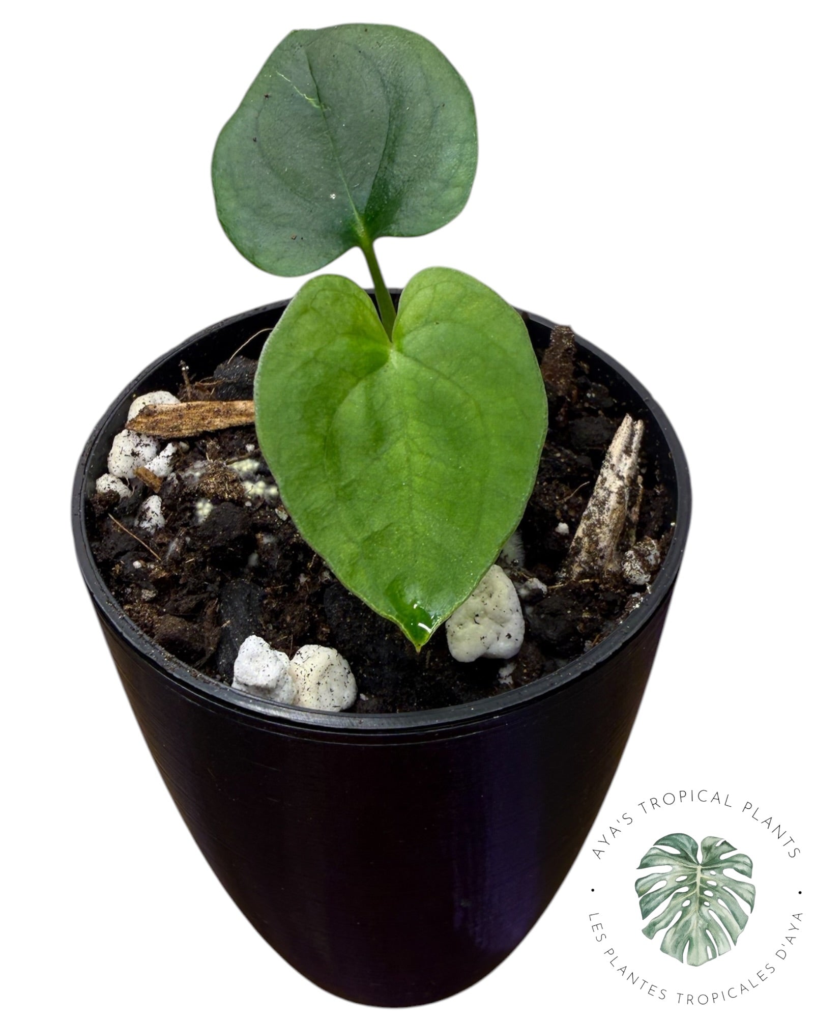 Anthurium Magie Noire