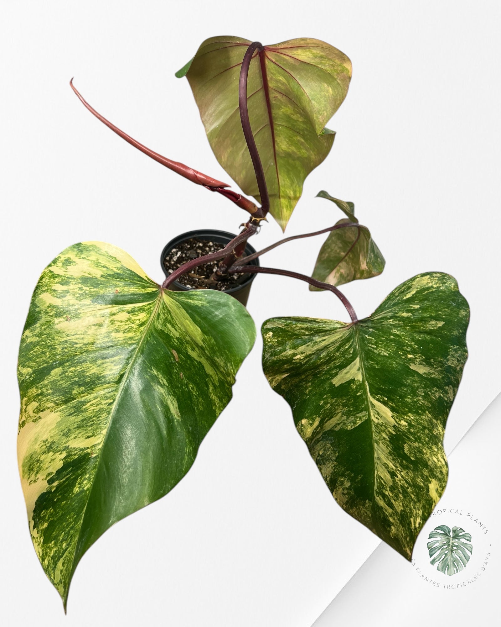 Philodendron Strawberry Shake - PO17