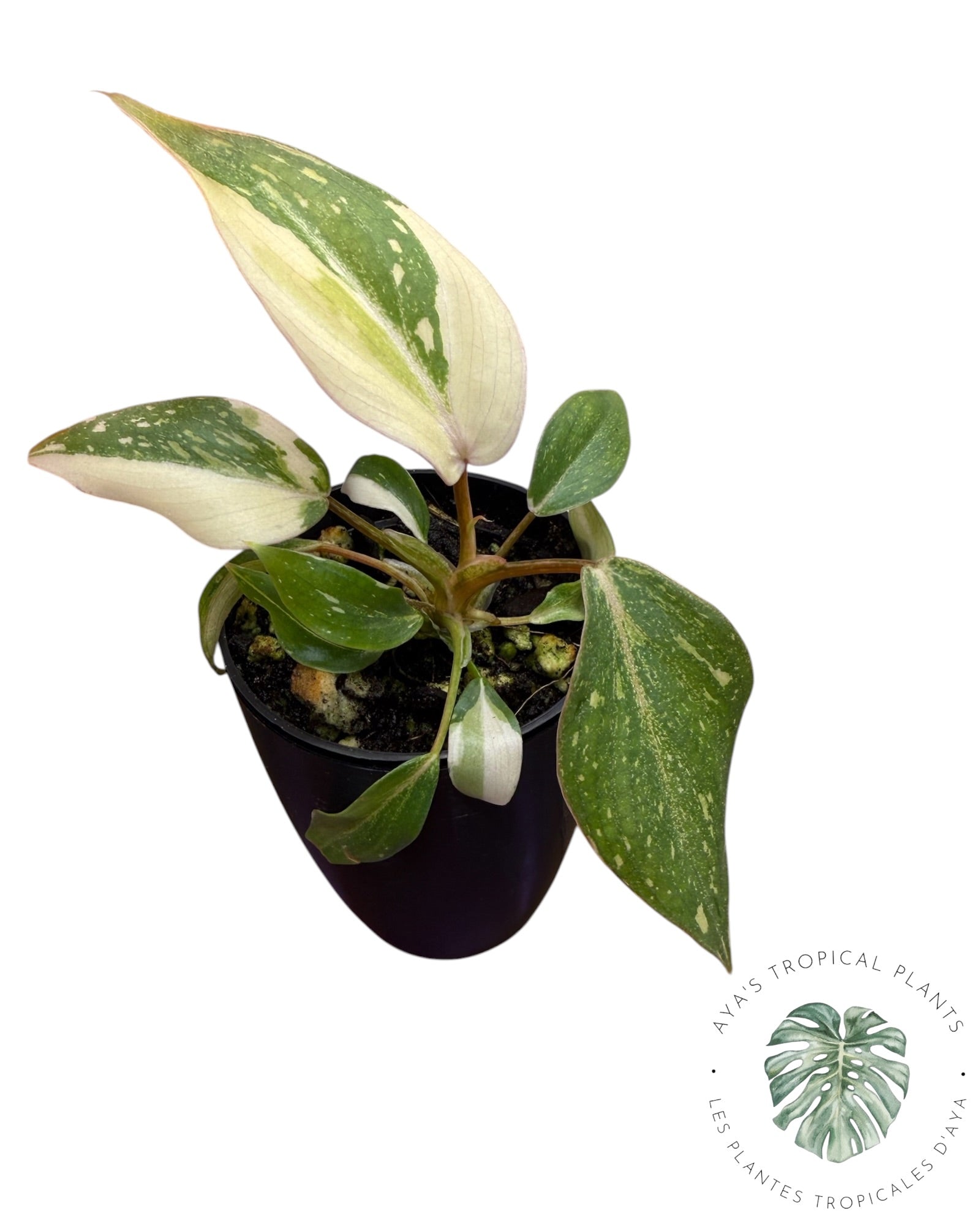 Philodendron Gloriosum Tricolor Variegated