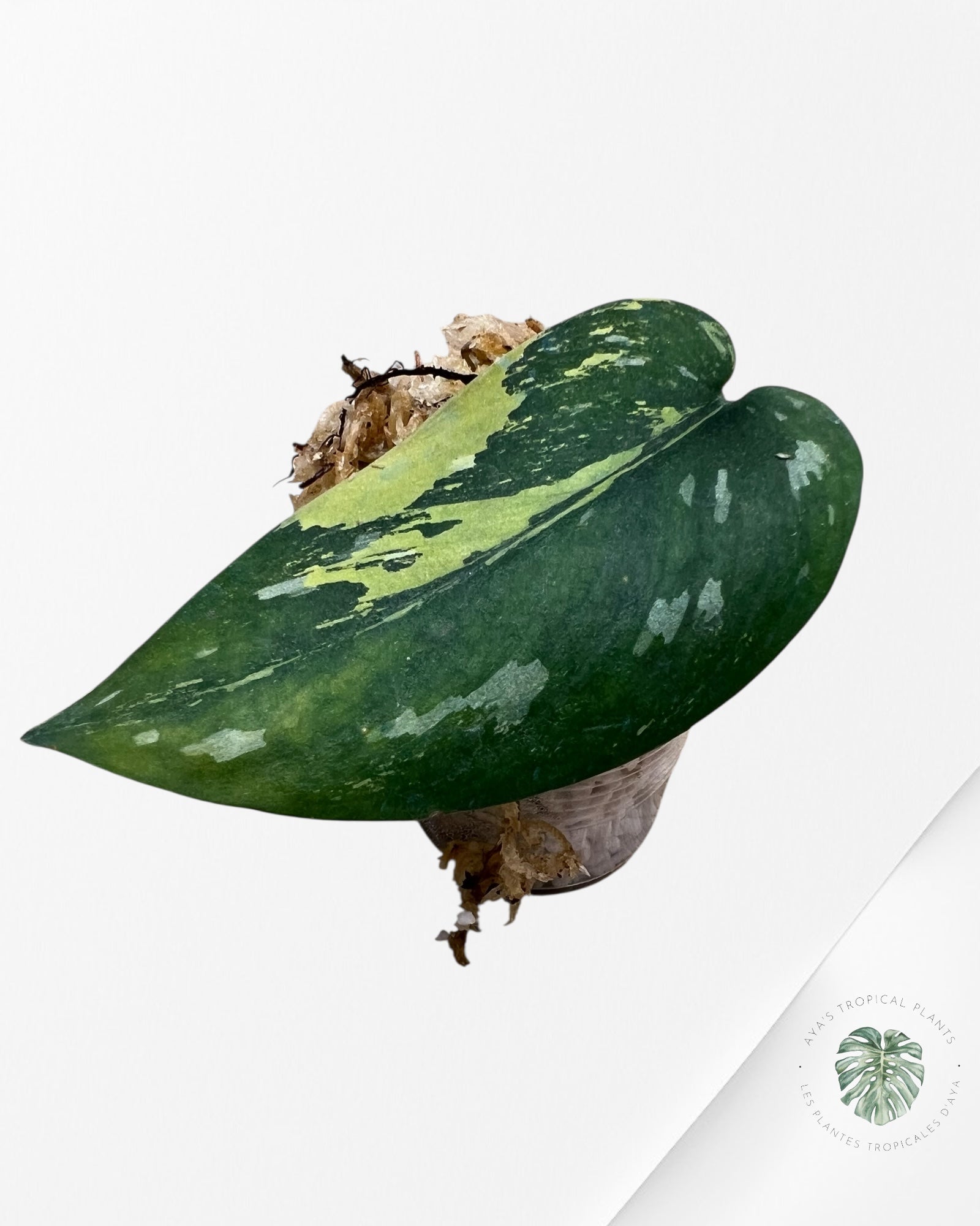 Scindapsus Matcha - 02