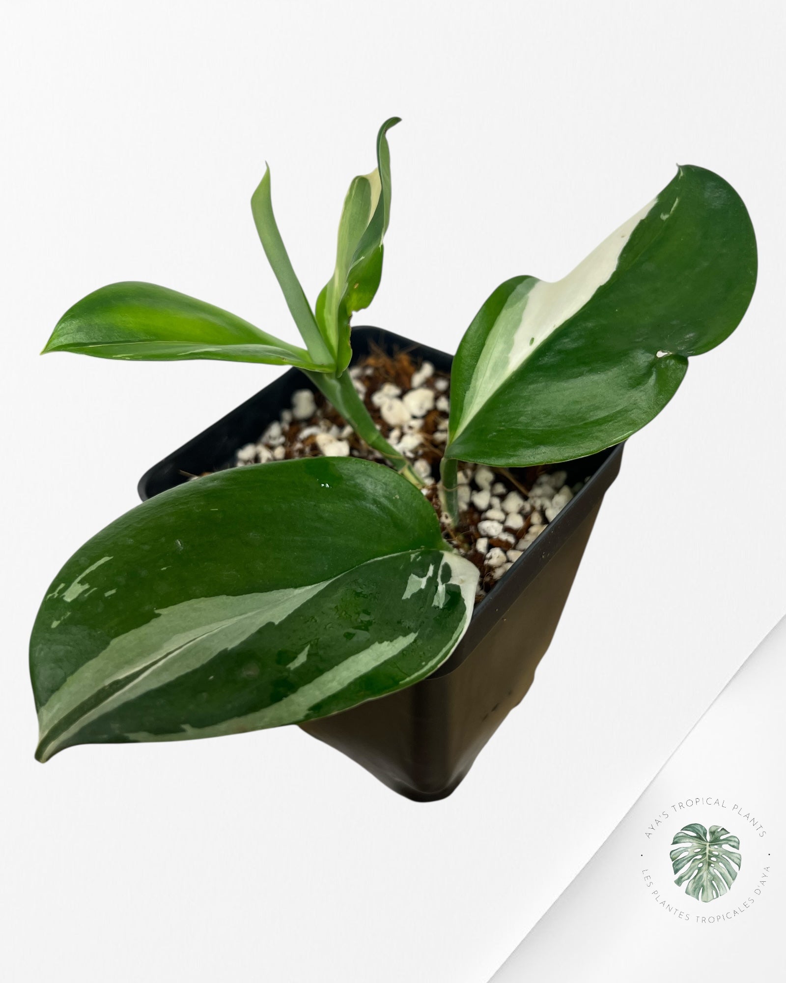 Scindapsus treubii 'Moonlight' (Albo variegation) - FA