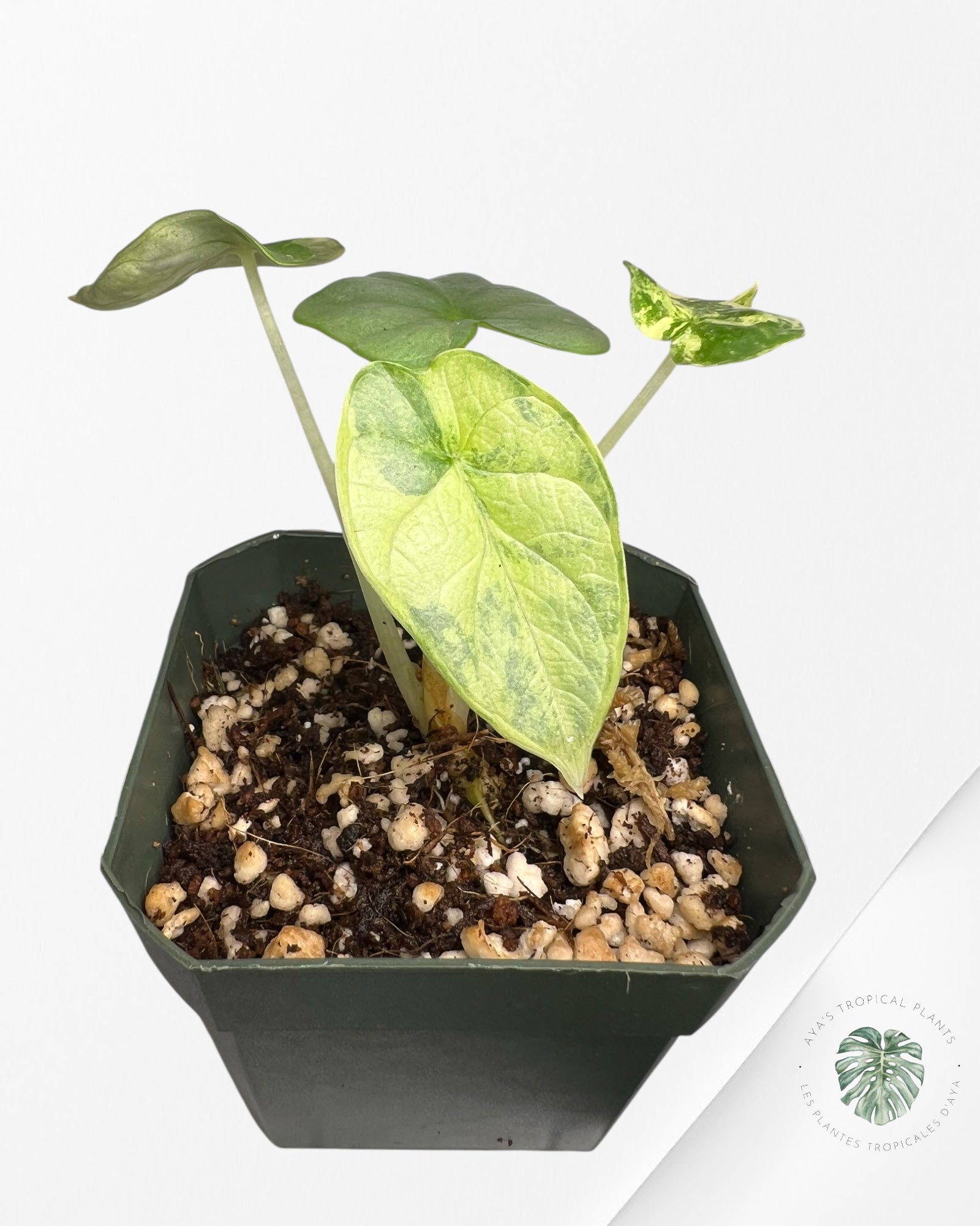 Alocasia Silver Dragon Variegated Aurea -AA